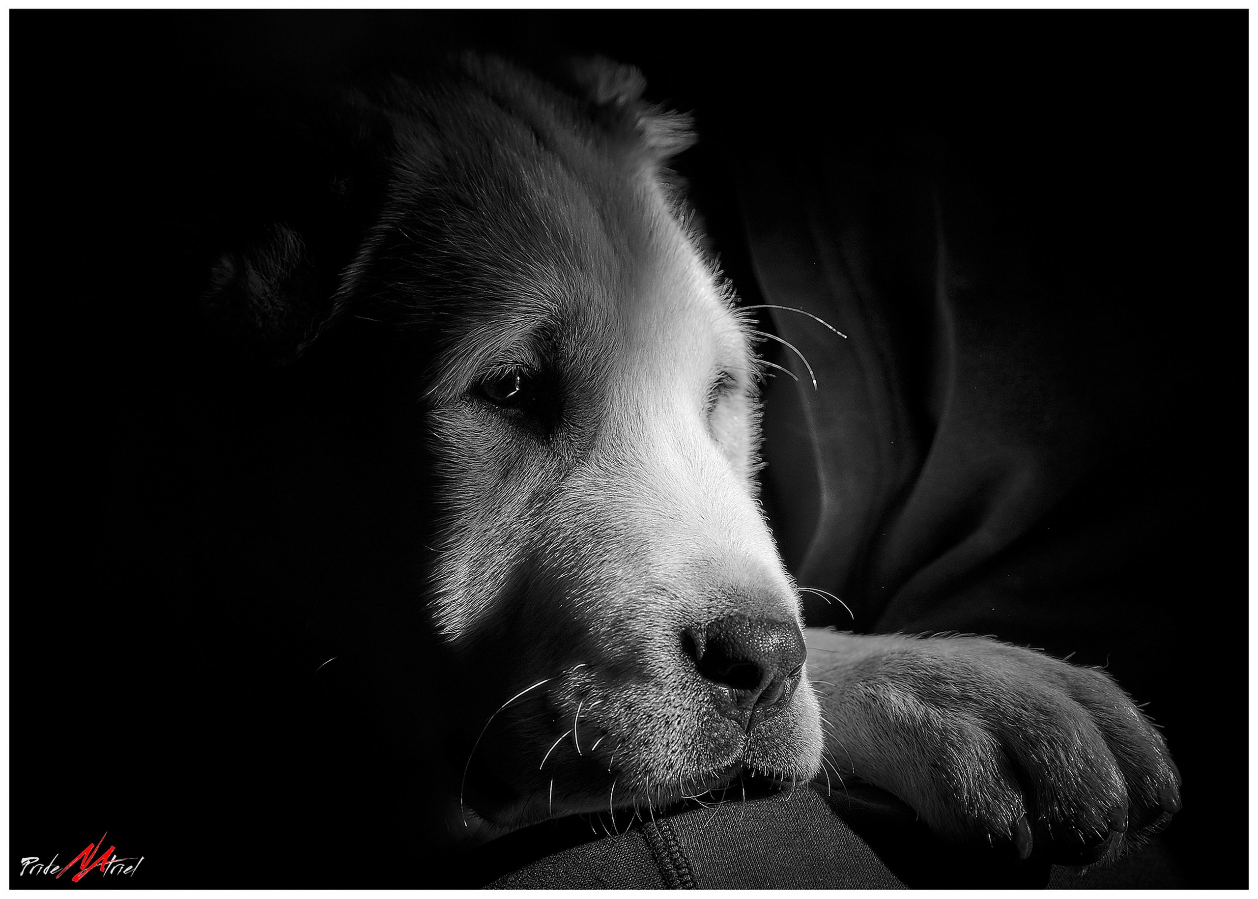 Портреты собак — галерея NATRIEL