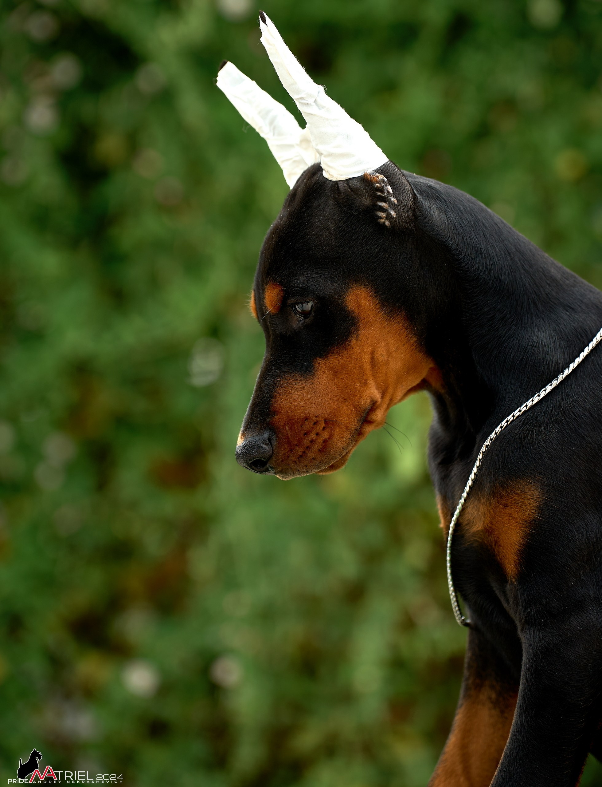 Съемка щенков доберманы