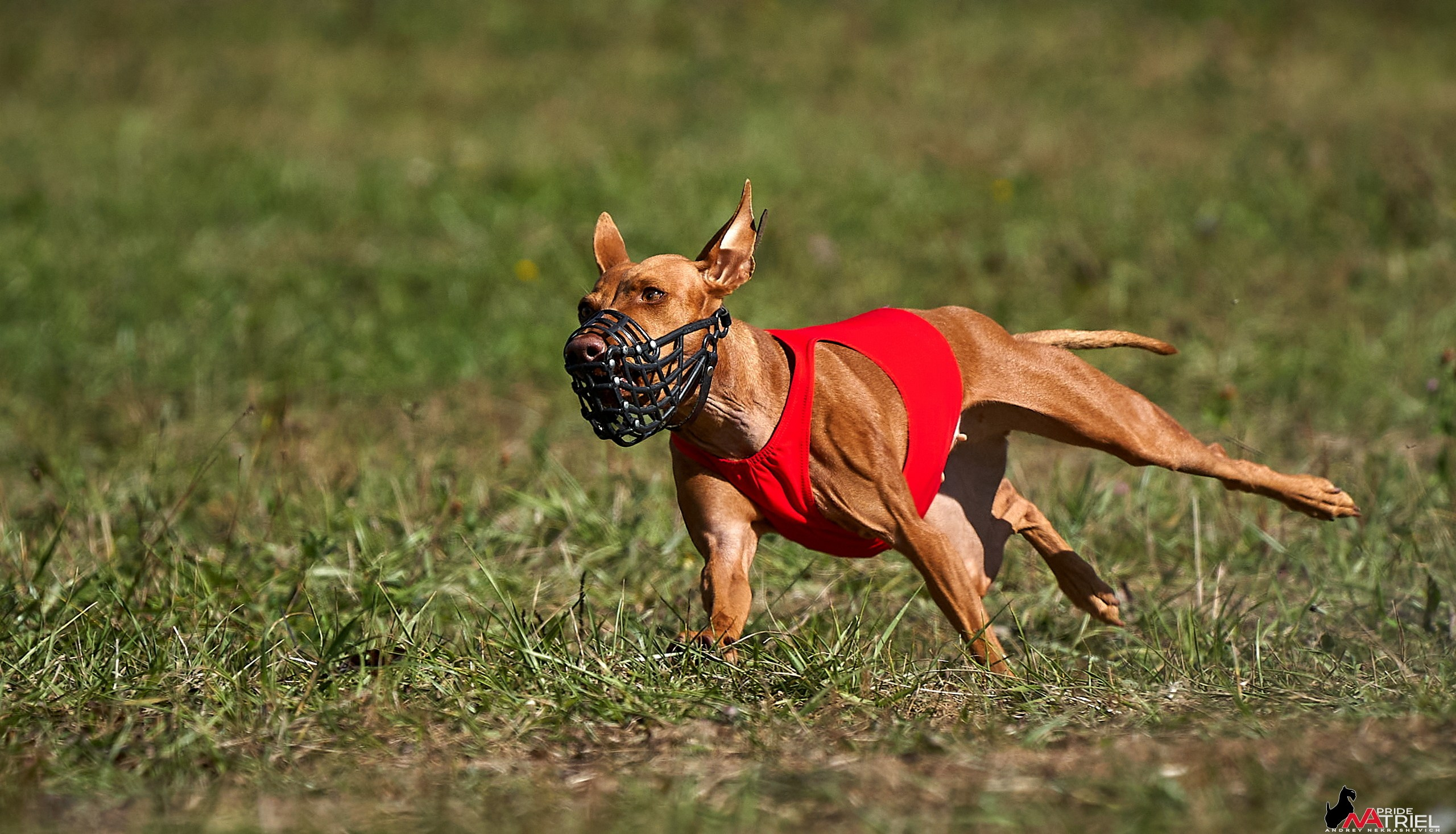 Съемка курсинг — галерея NATRIEL