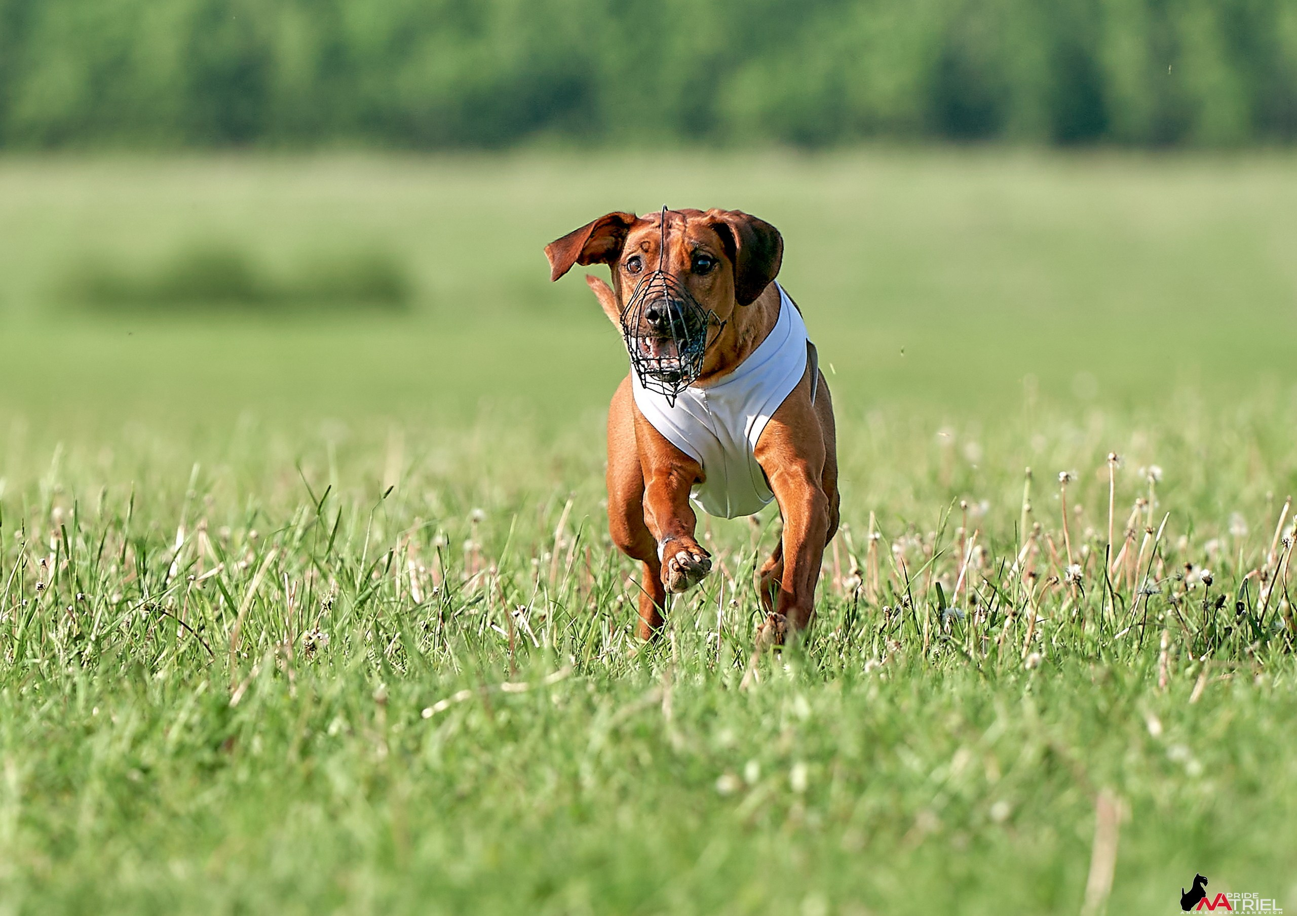 Съемка курсинг — галерея NATRIEL