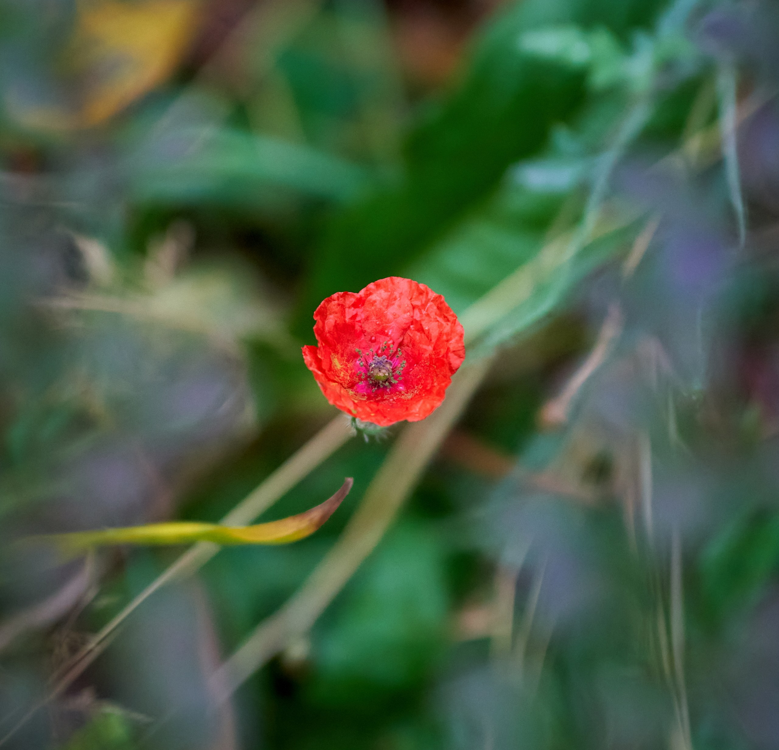 Лютики-цветочки — галерея NATRIEL