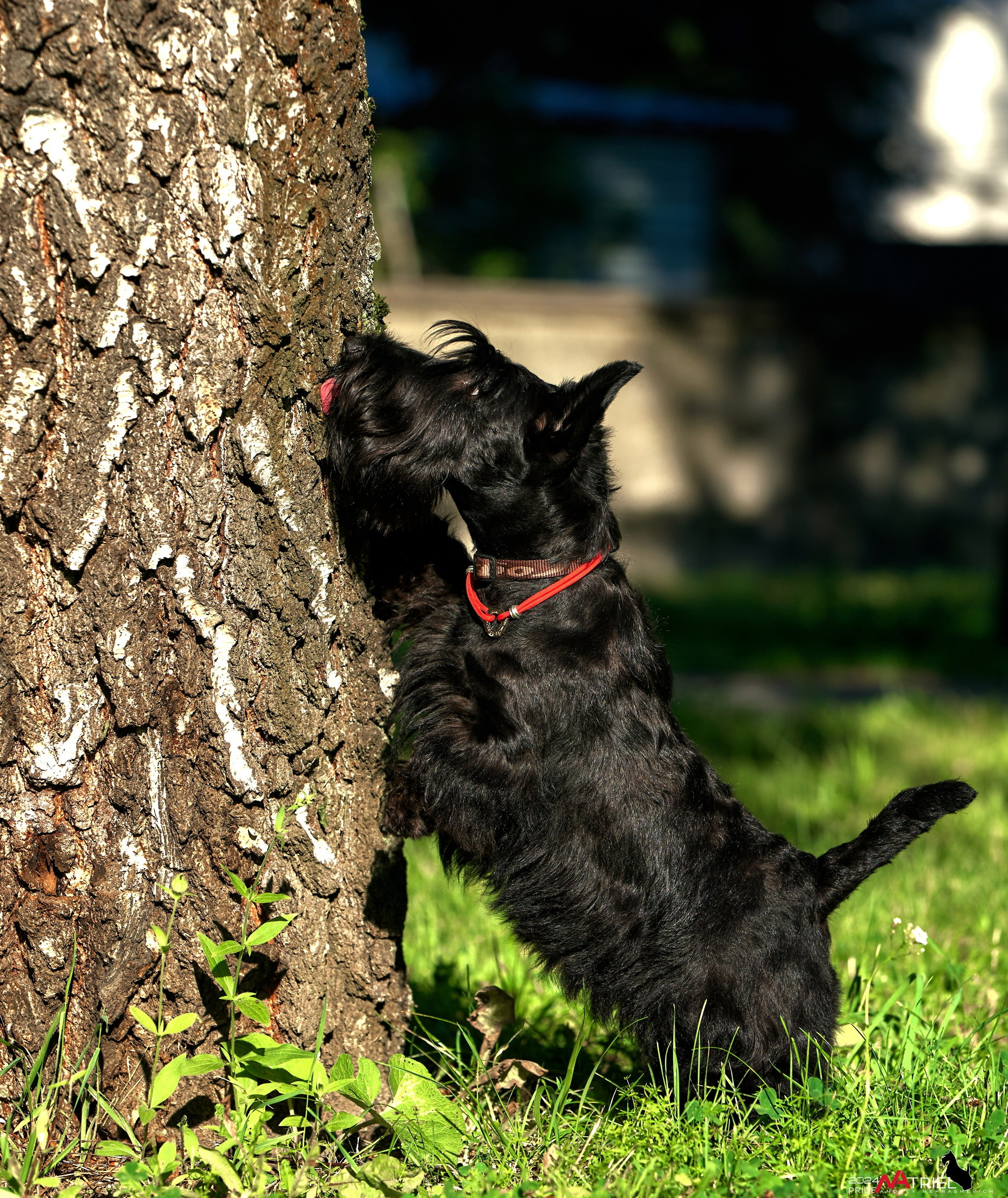Семейная фотопрогулка с собаками