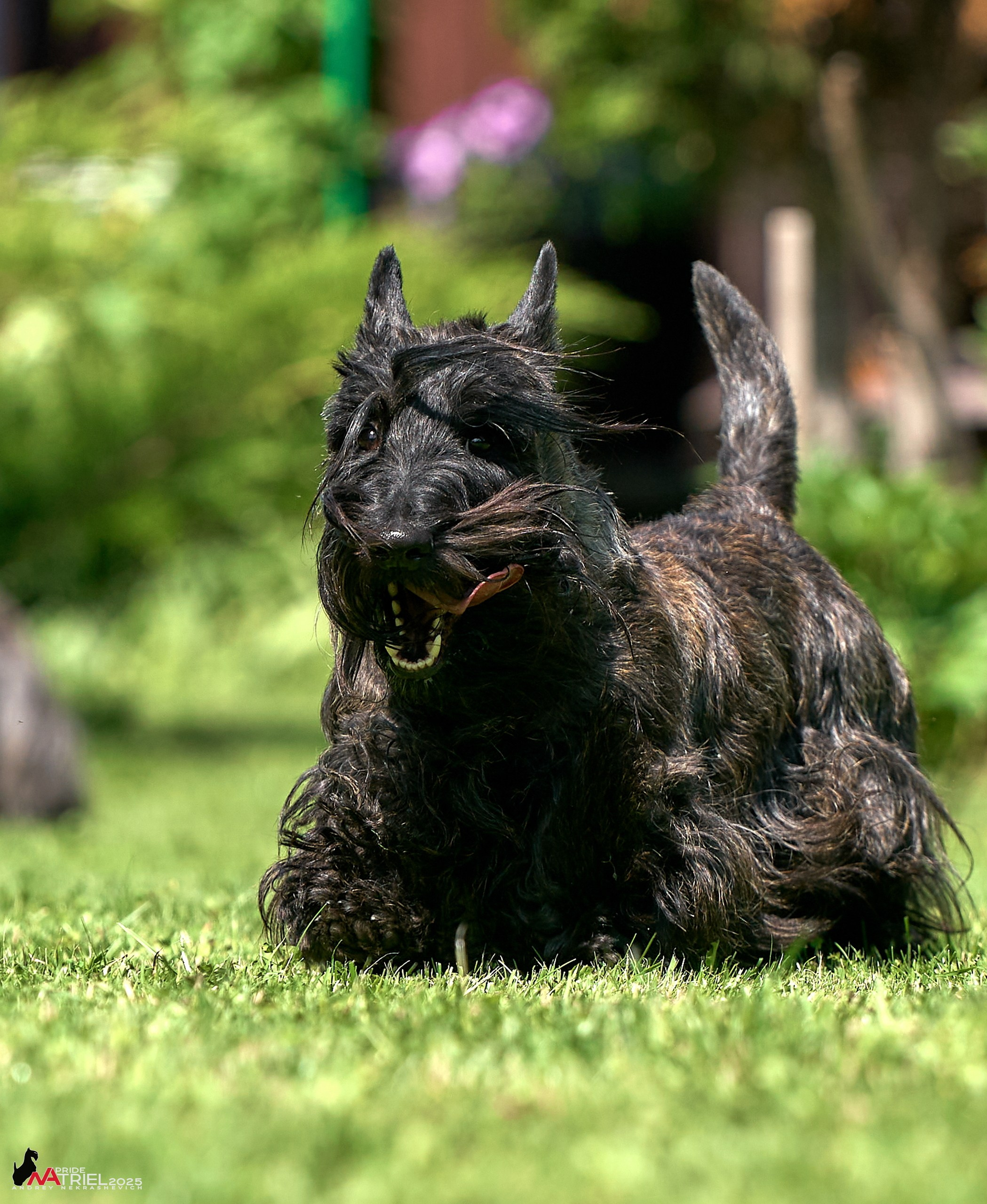 Алабаи и скотч-терьеры в питомнике у Ольги