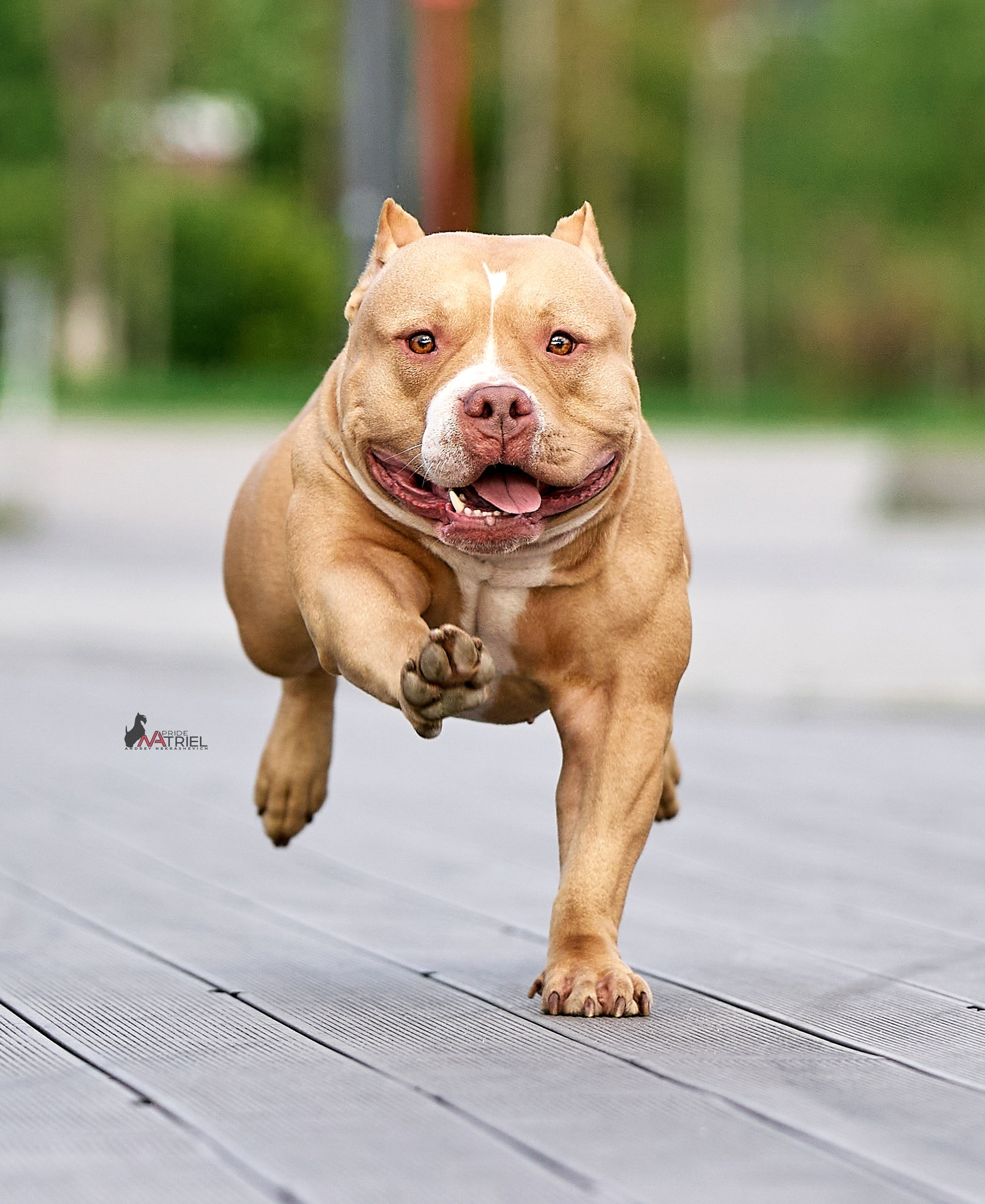 Прогулка в движении — галерея NATRIEL