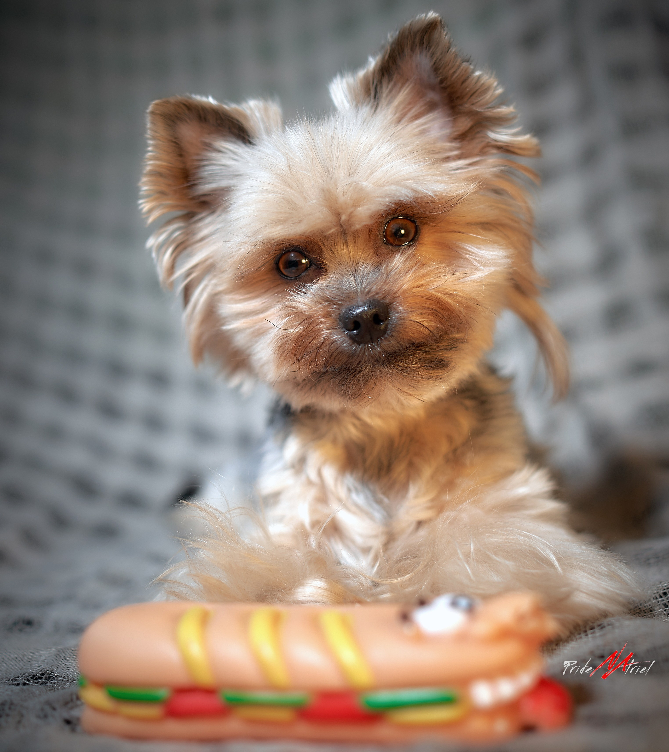 Йоркширский терьер Циля