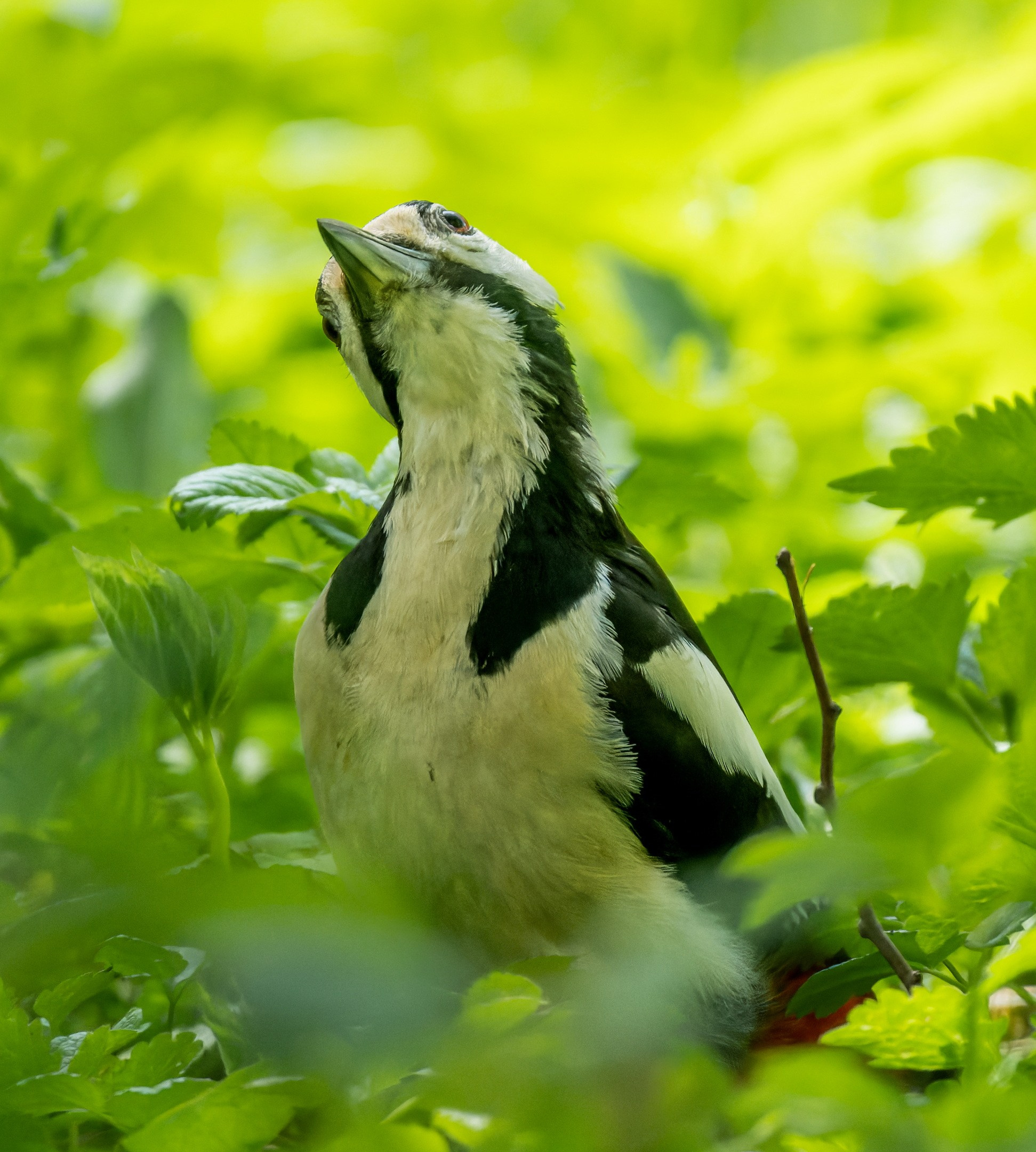 Анималистика. Константин Дем | Фотограф
