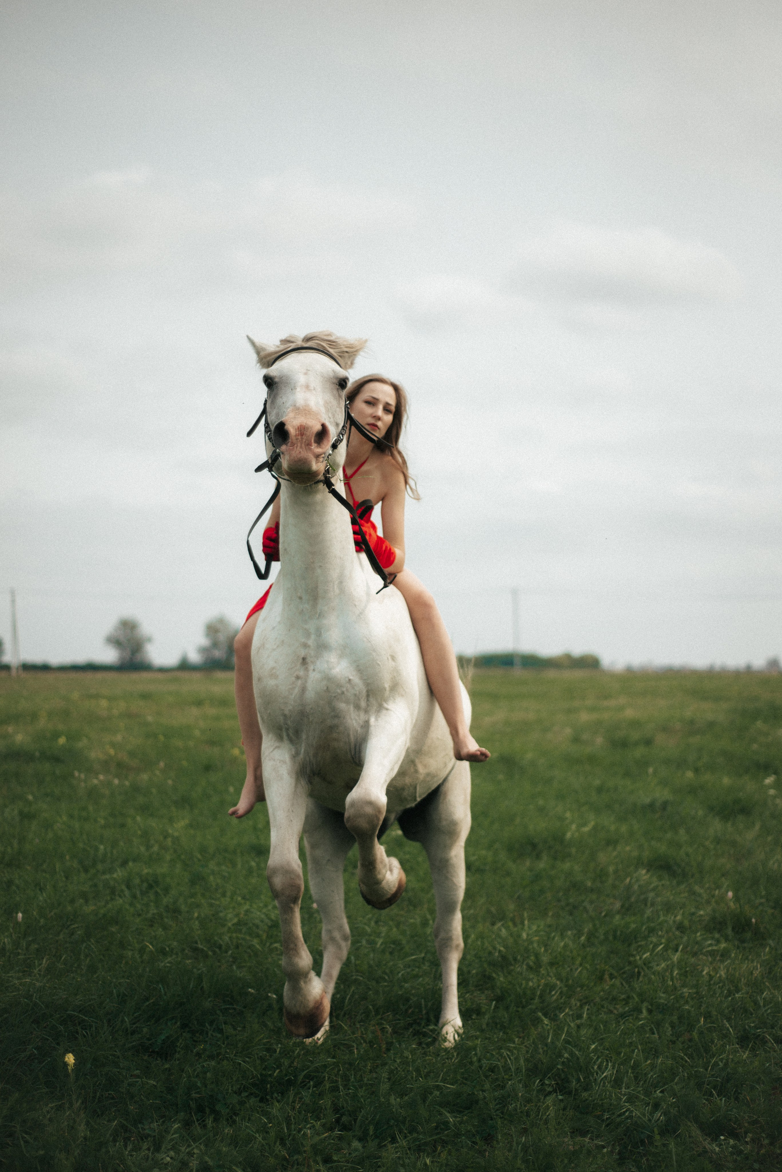 Horse. Фотограф