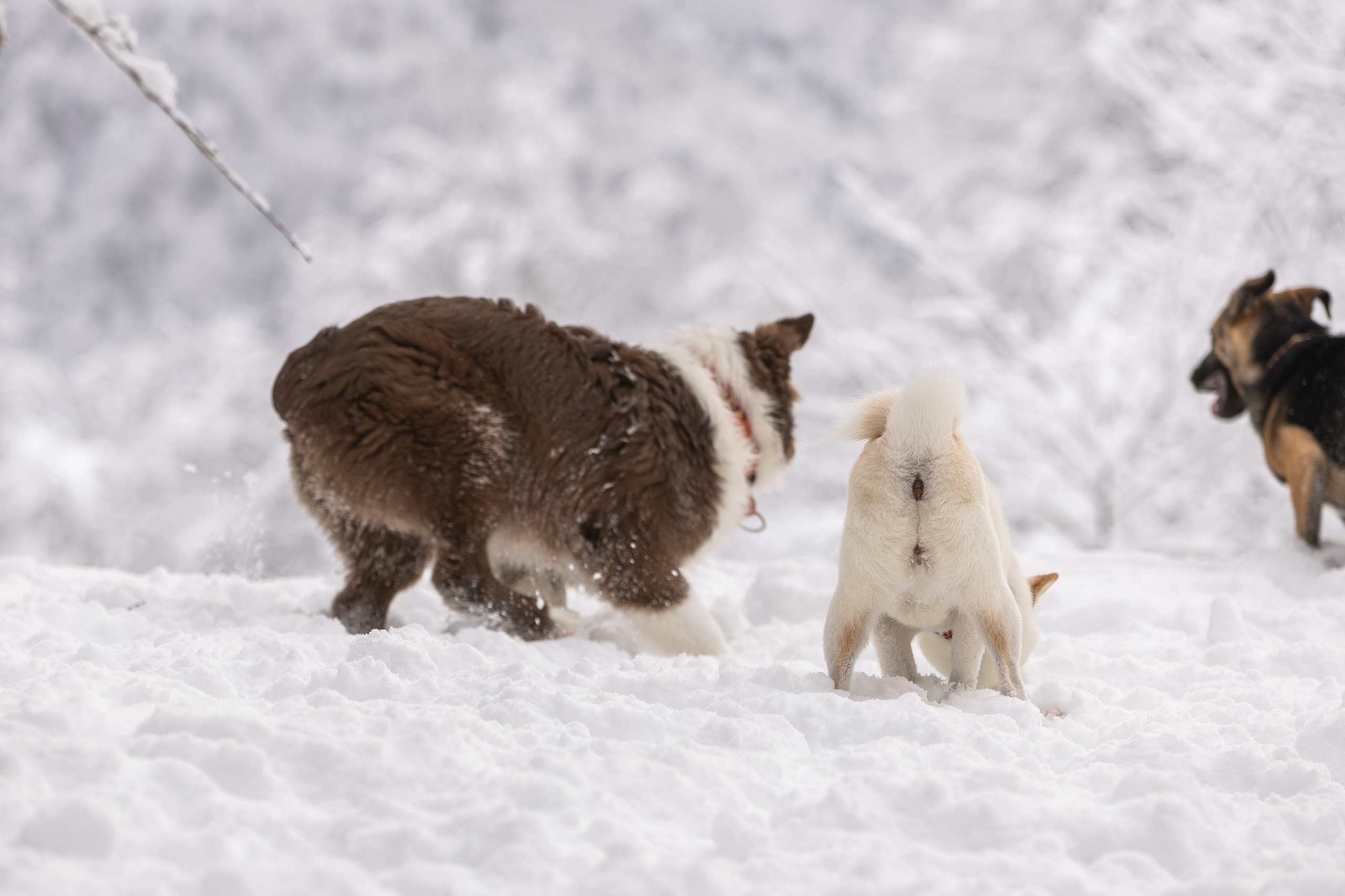 Догтуса Тропа Ефремова. Ирина Голомб|Фотограф-анималист в  Сочи и Калининграде