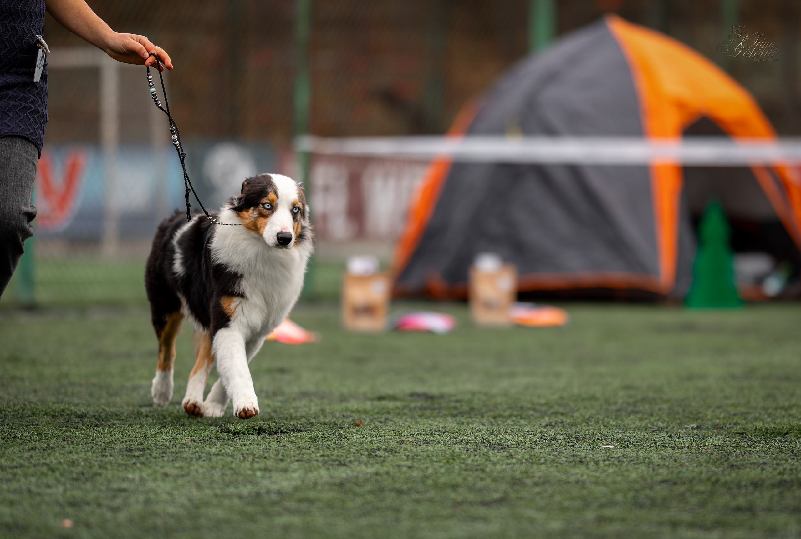 Выставка 17.12.23. Ирина Голомб|Фотограф-анималист в  Сочи и Калининграде
