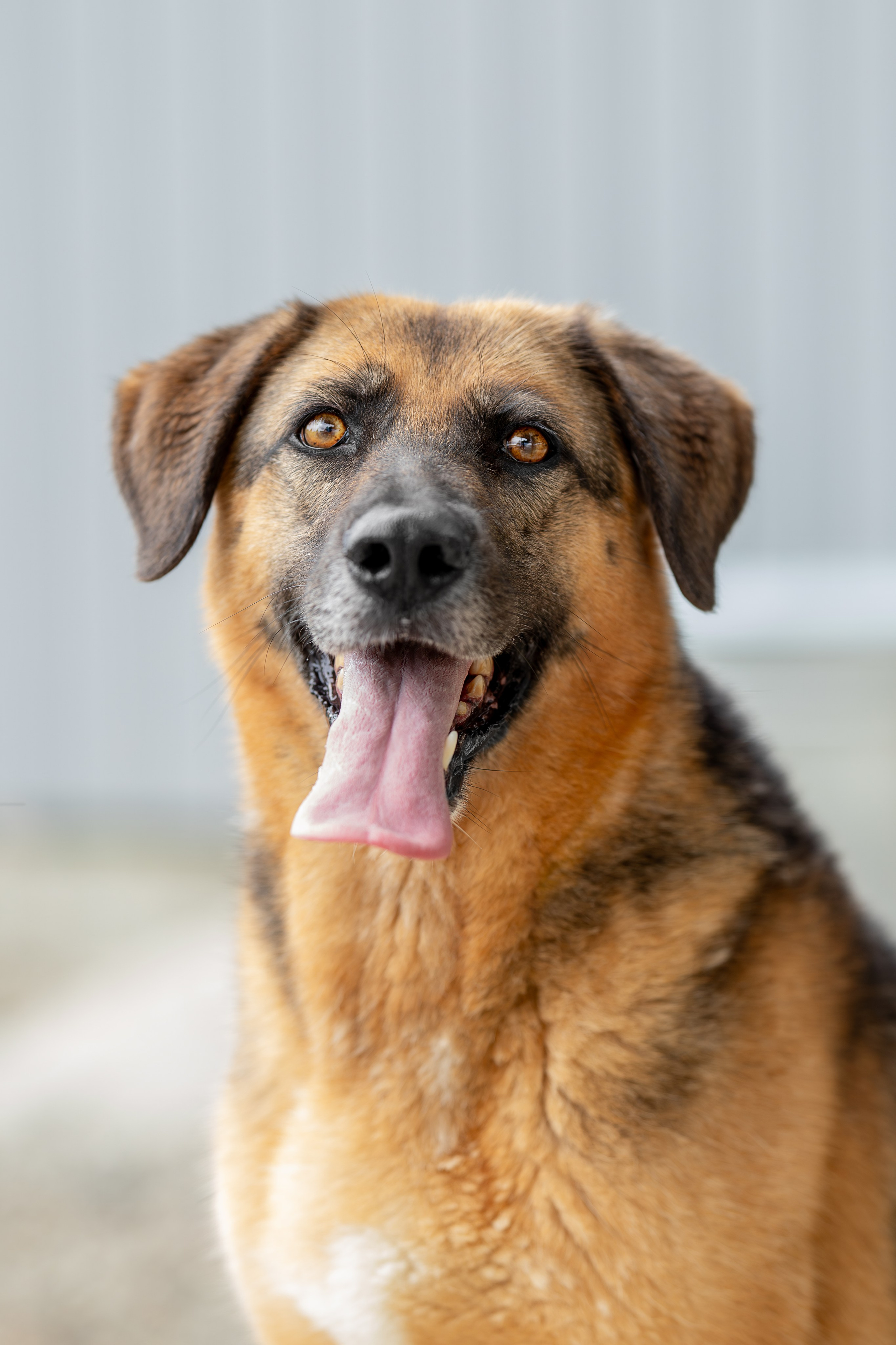 Мини-приют «Возрождение». Ирина Голомб|Фотограф-анималист в  Сочи и Калининграде