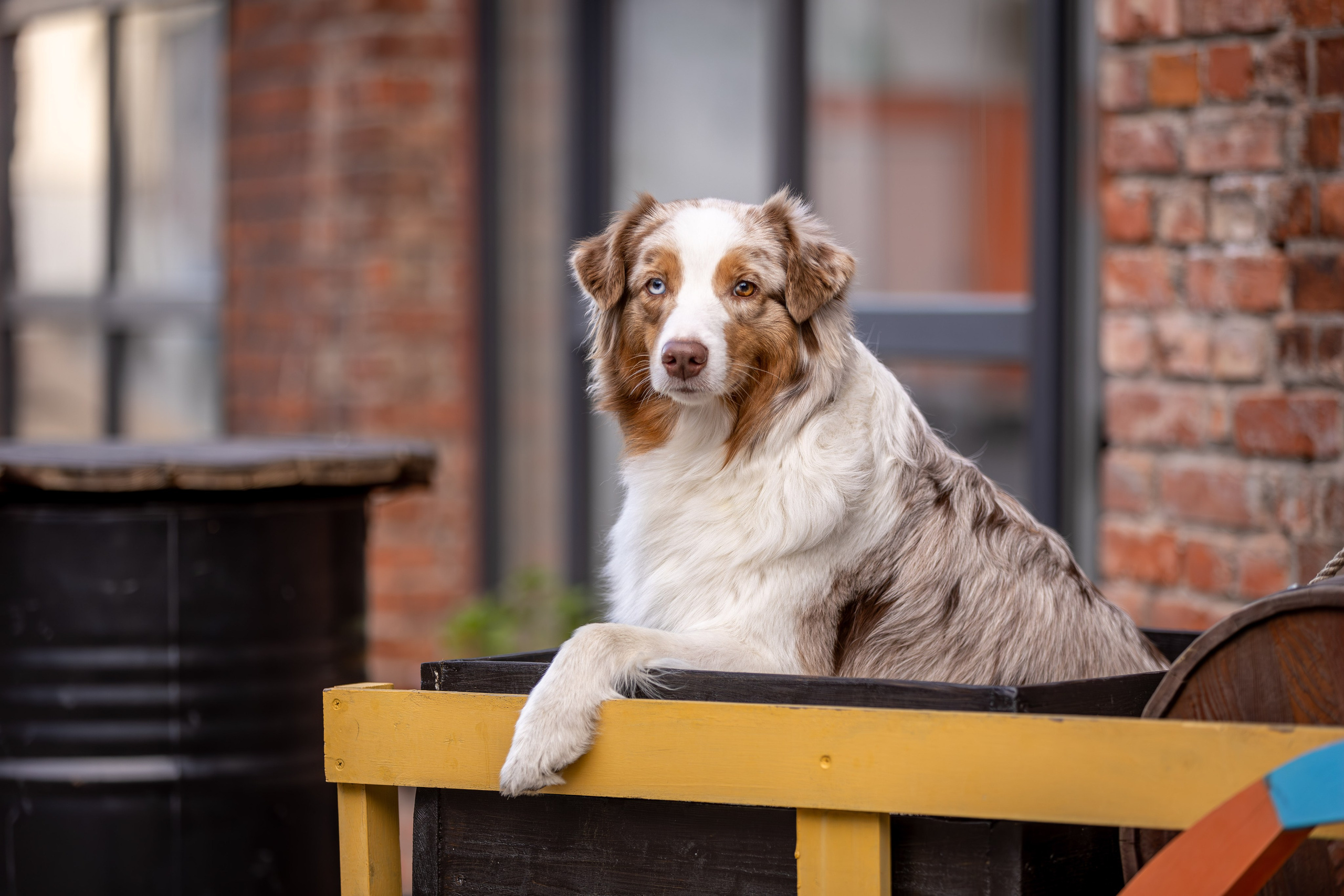 Полли, Австралийская Овчарка. Ирина Голомб|Фотограф-анималист в  Сочи и Калининграде