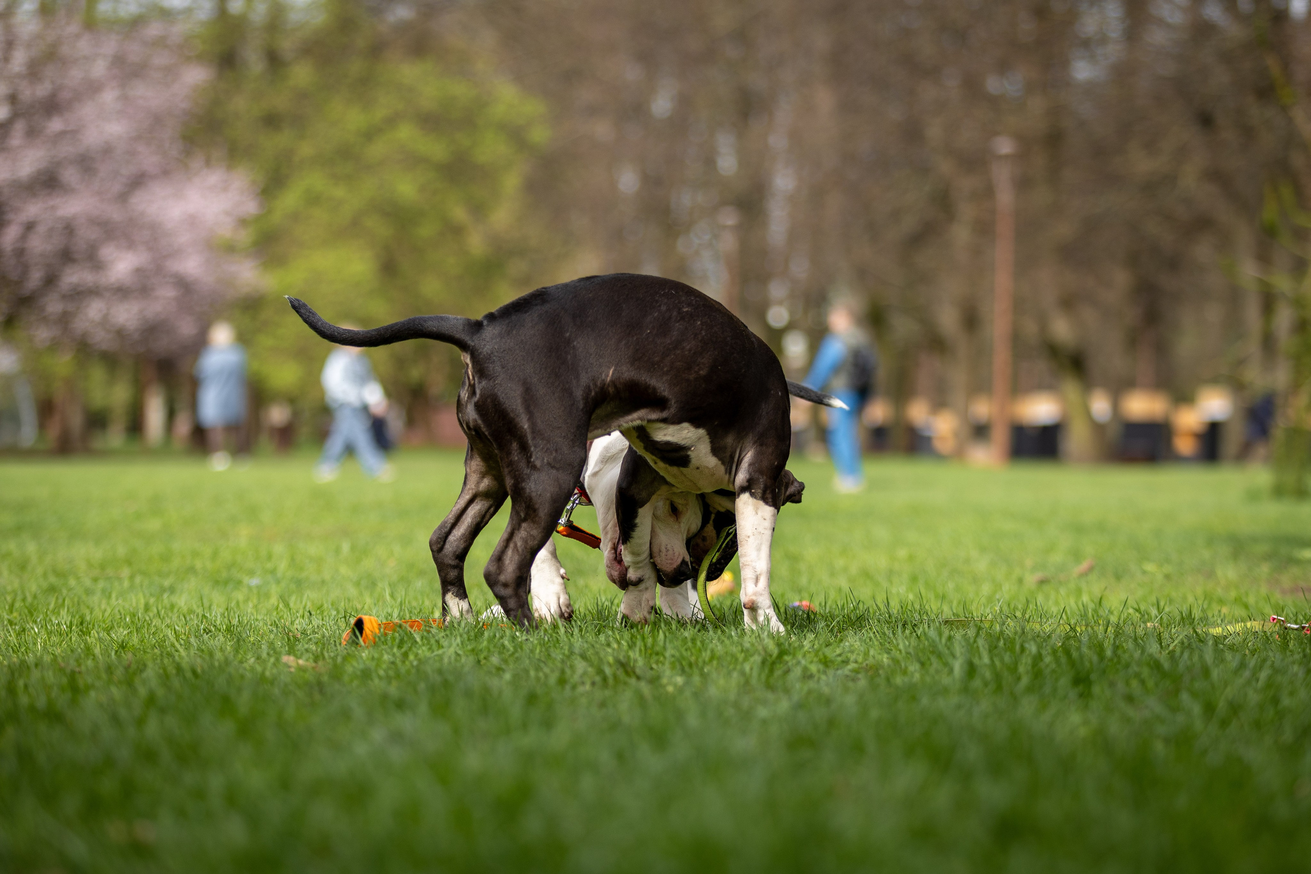 Афина и Мора, Стаффорды. Ирина Голомб|Фотограф-анималист в  Сочи и Калининграде
