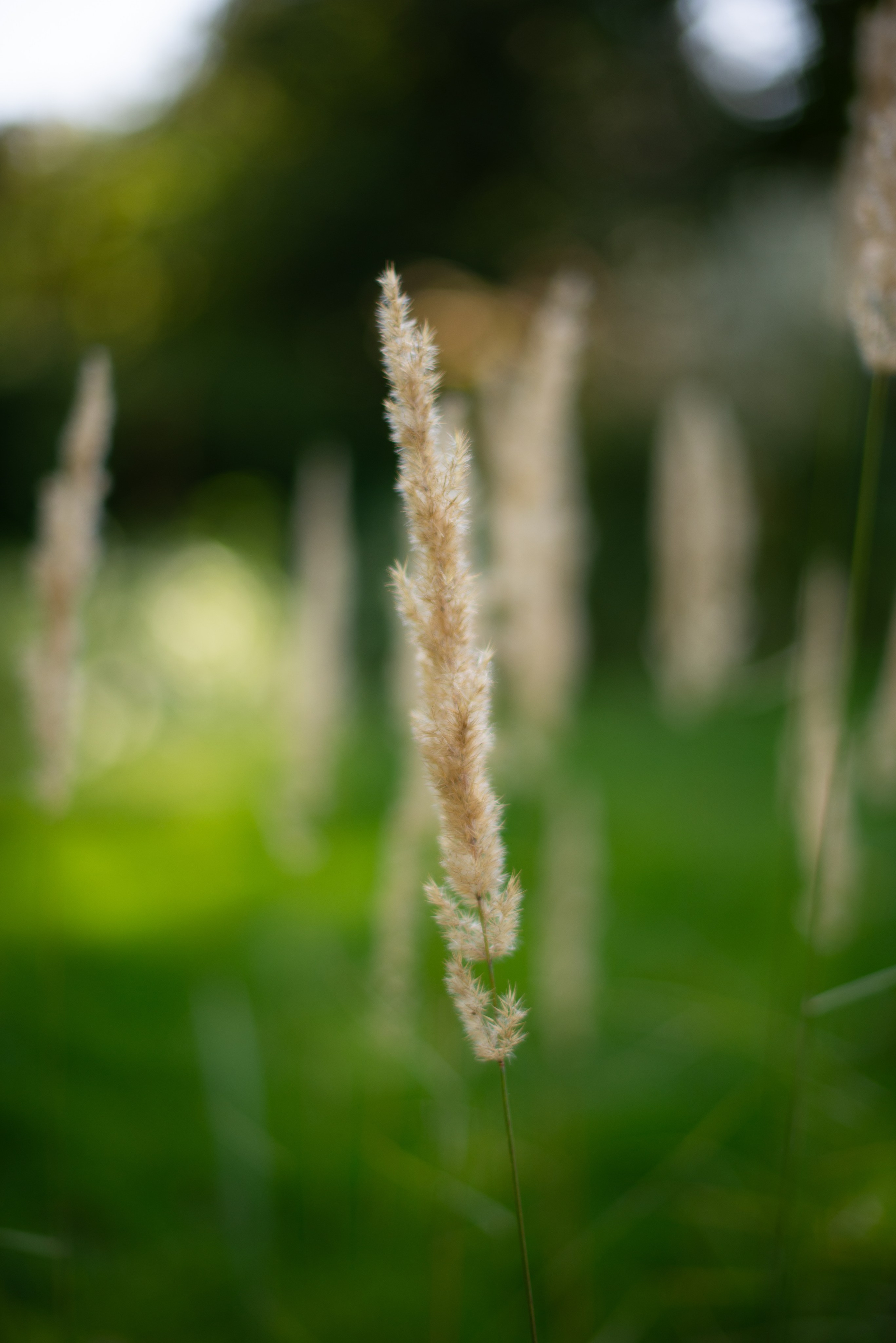 Цветы сада МГУ. Victoria Radjevna Репортажный Фотограф — Видеограф Москва • Санкт-Петербург