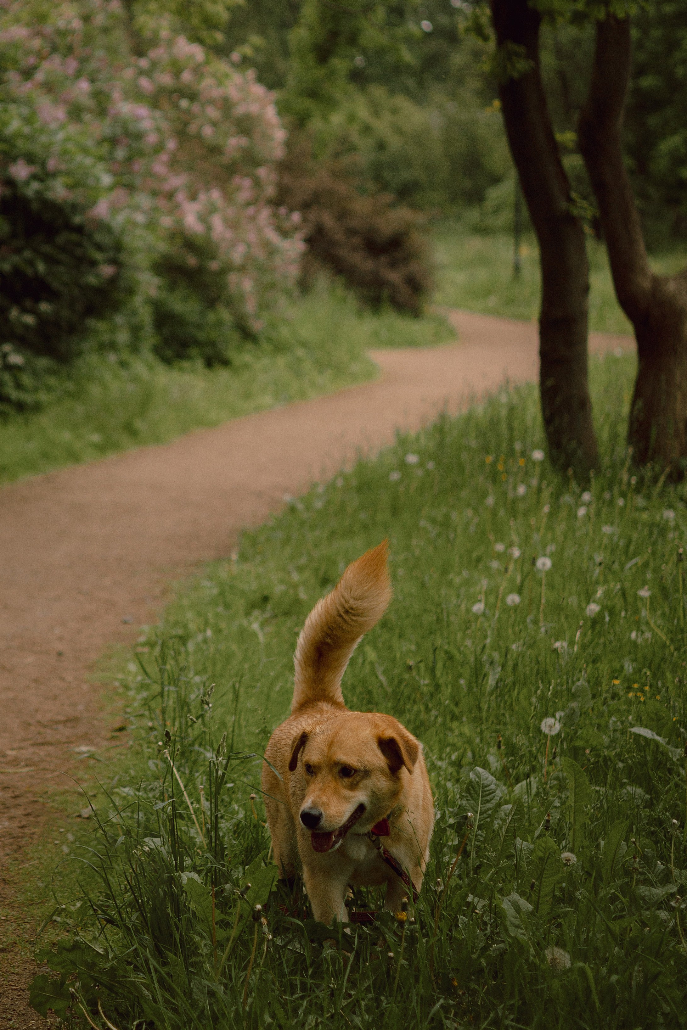 Света и Берт. Фотограф — анималист •love-story•|Санкт-Петербург