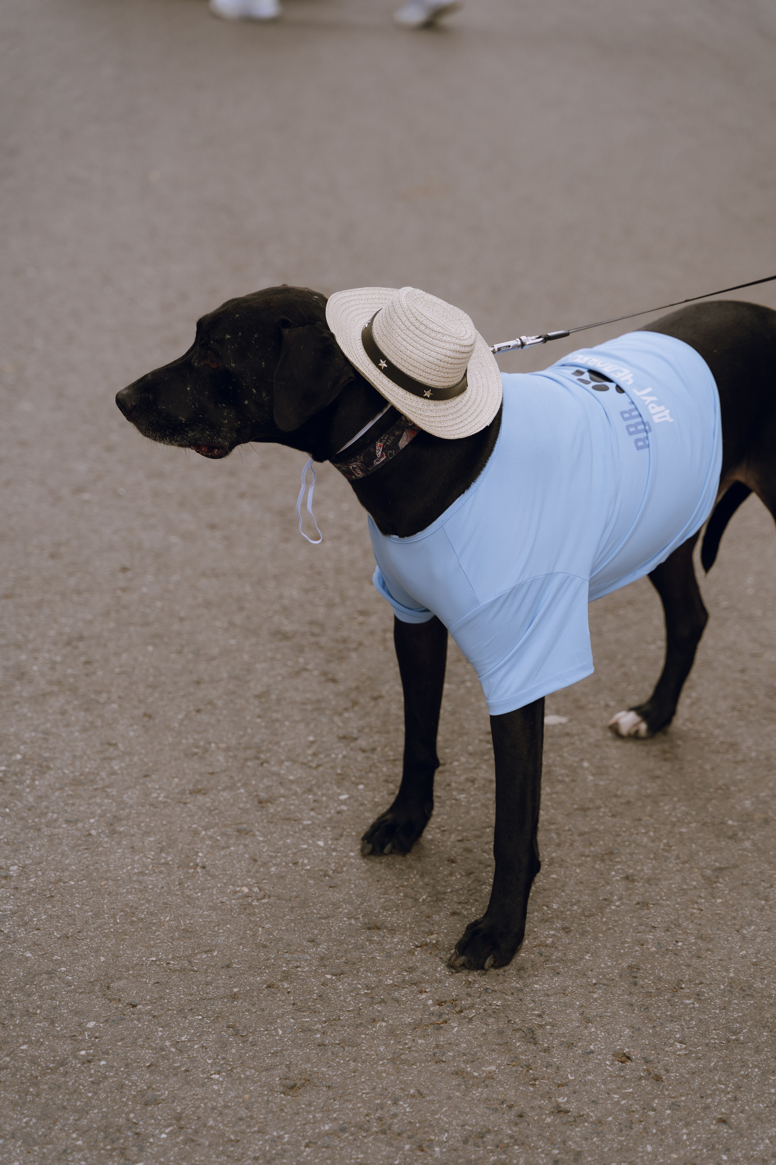 Площадка фестиваля «Мампус и его друзья» в Лесопарке 2025. Фотограф Надежда Погребняк | Рязань | Москва