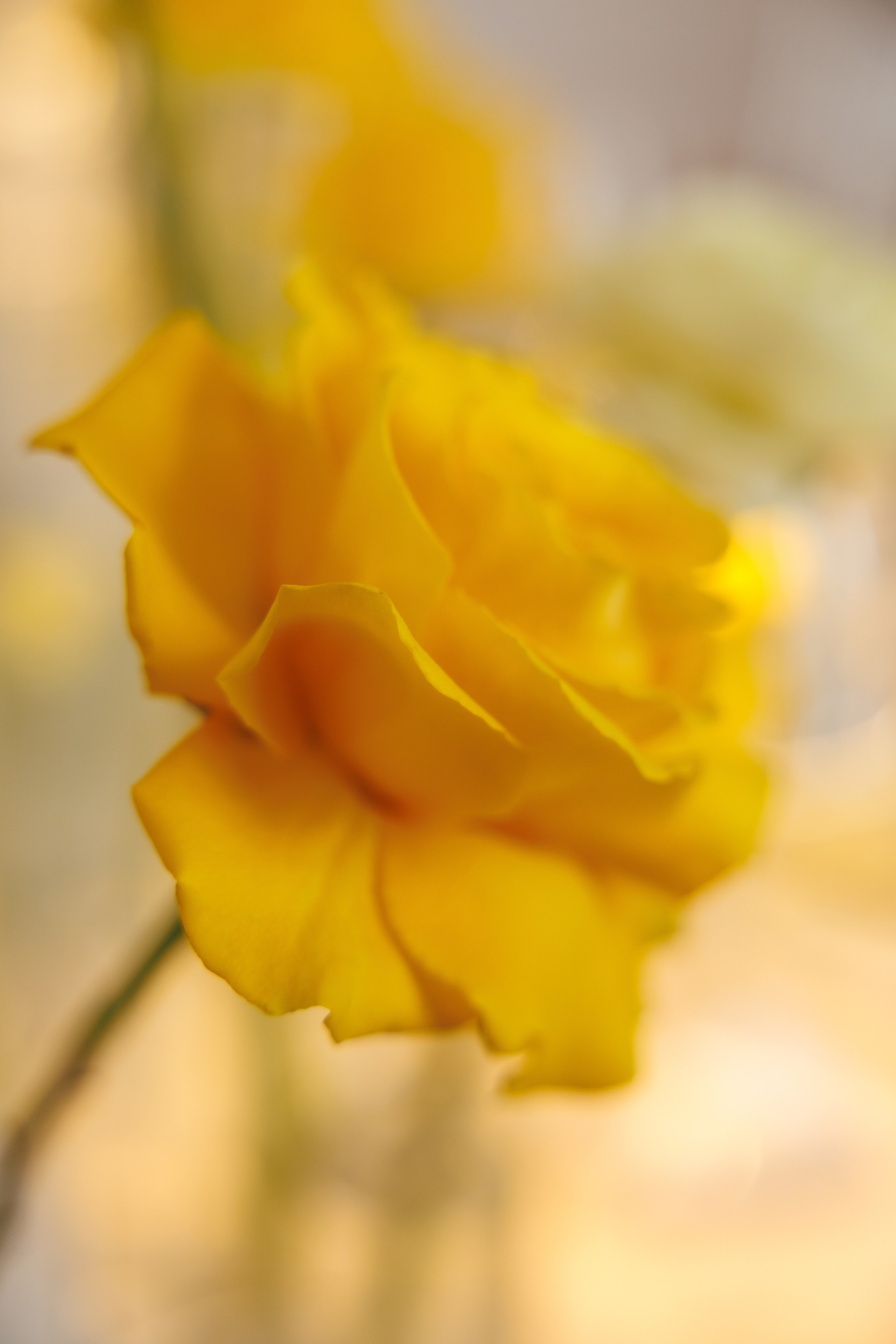 Камерная свадьба: весеннее настроение. Свадебный и семейный фотограф в Москве Красинская Мария