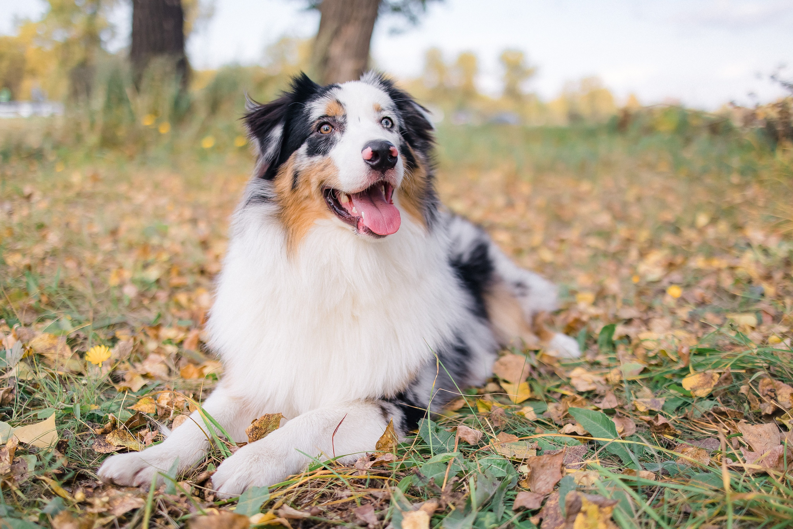 Аусси Дэймон. Свадебный и женский фотограф