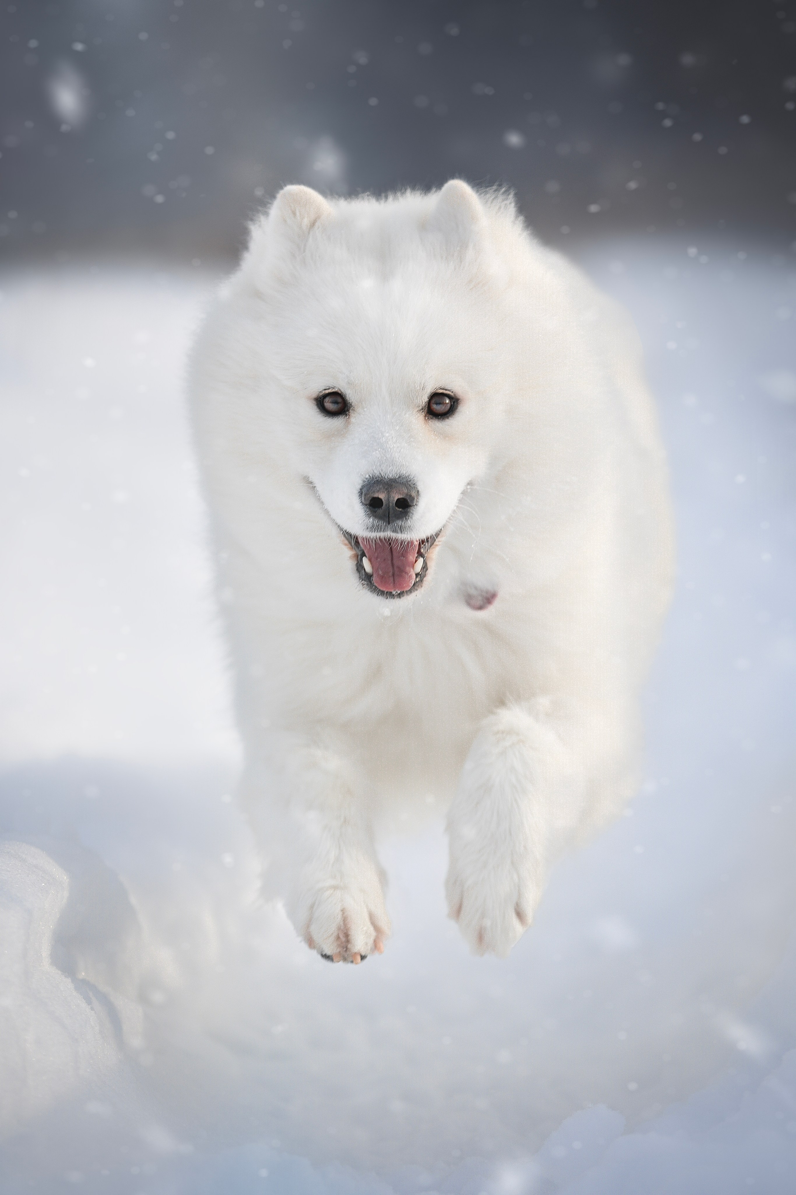 Руби, Николь, Кирилл и Мила. Фотограф анималист в Москве Майорова Евгения