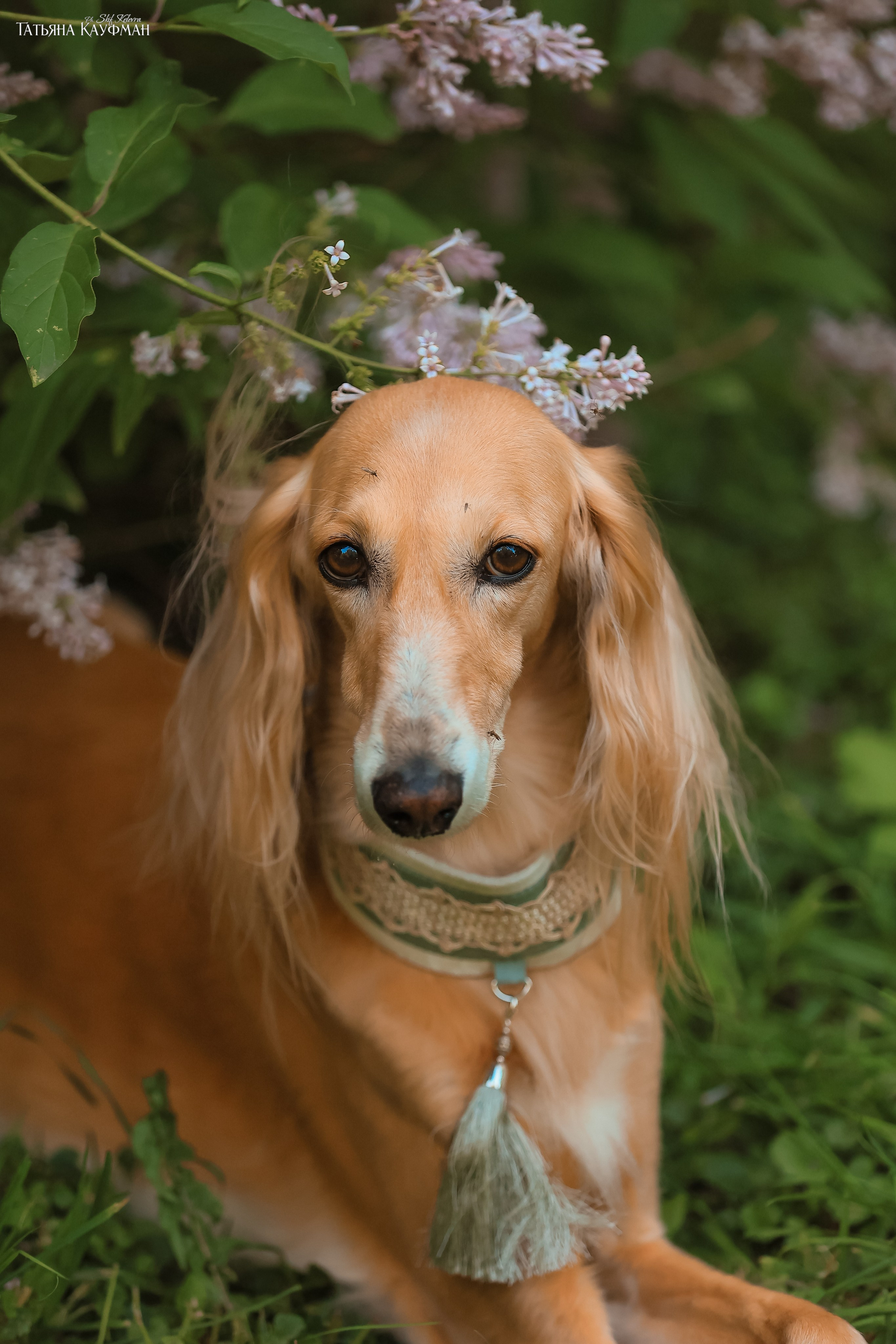 Салюки, фотография салюки, собака в цветах, красивая собака, фотограф анималист, фотокурс Анималистика, научиться фотографировать собак
