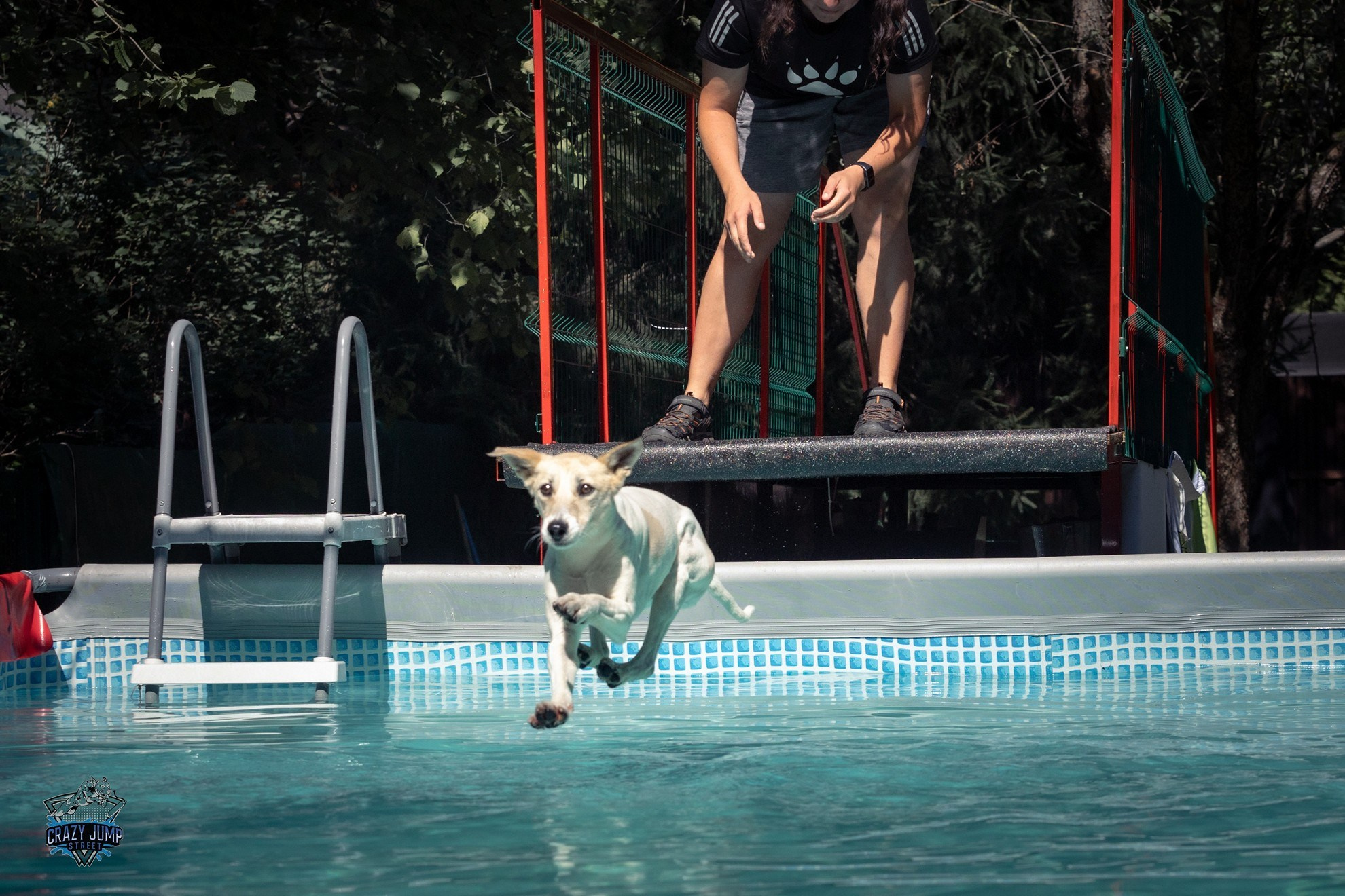 Собаки, спорт, Док дайвинг. Свадебный и репортажный фотограф в Москве и Московской области