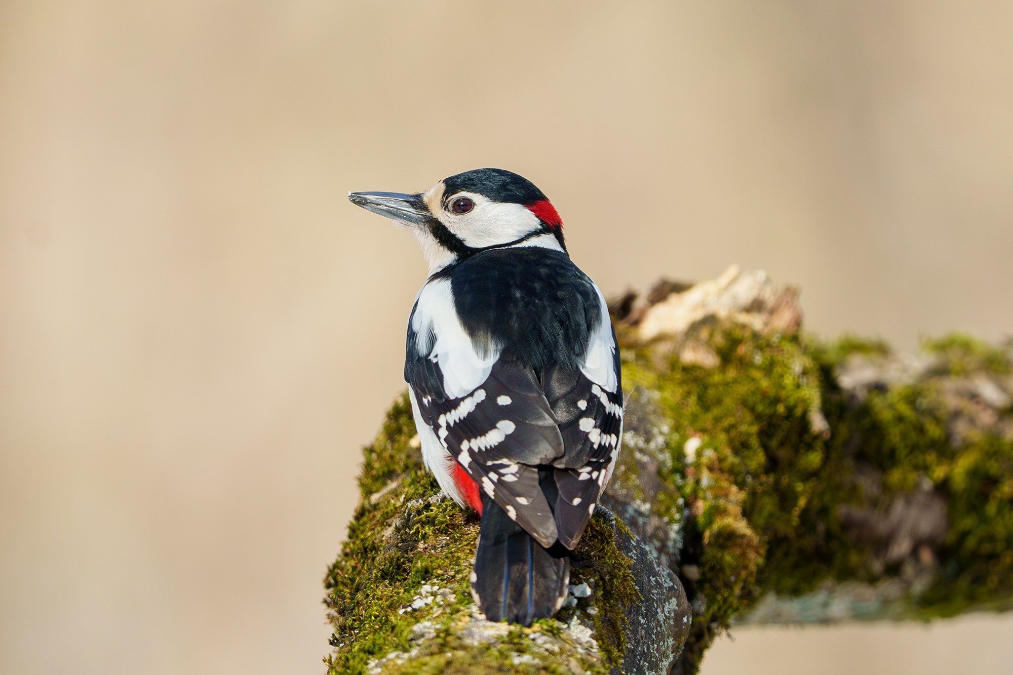 Удивительные мир птиц. Вокруг нас столько прекрасного — присмотритесь!. Ваш личный фотограф Марина Волкова