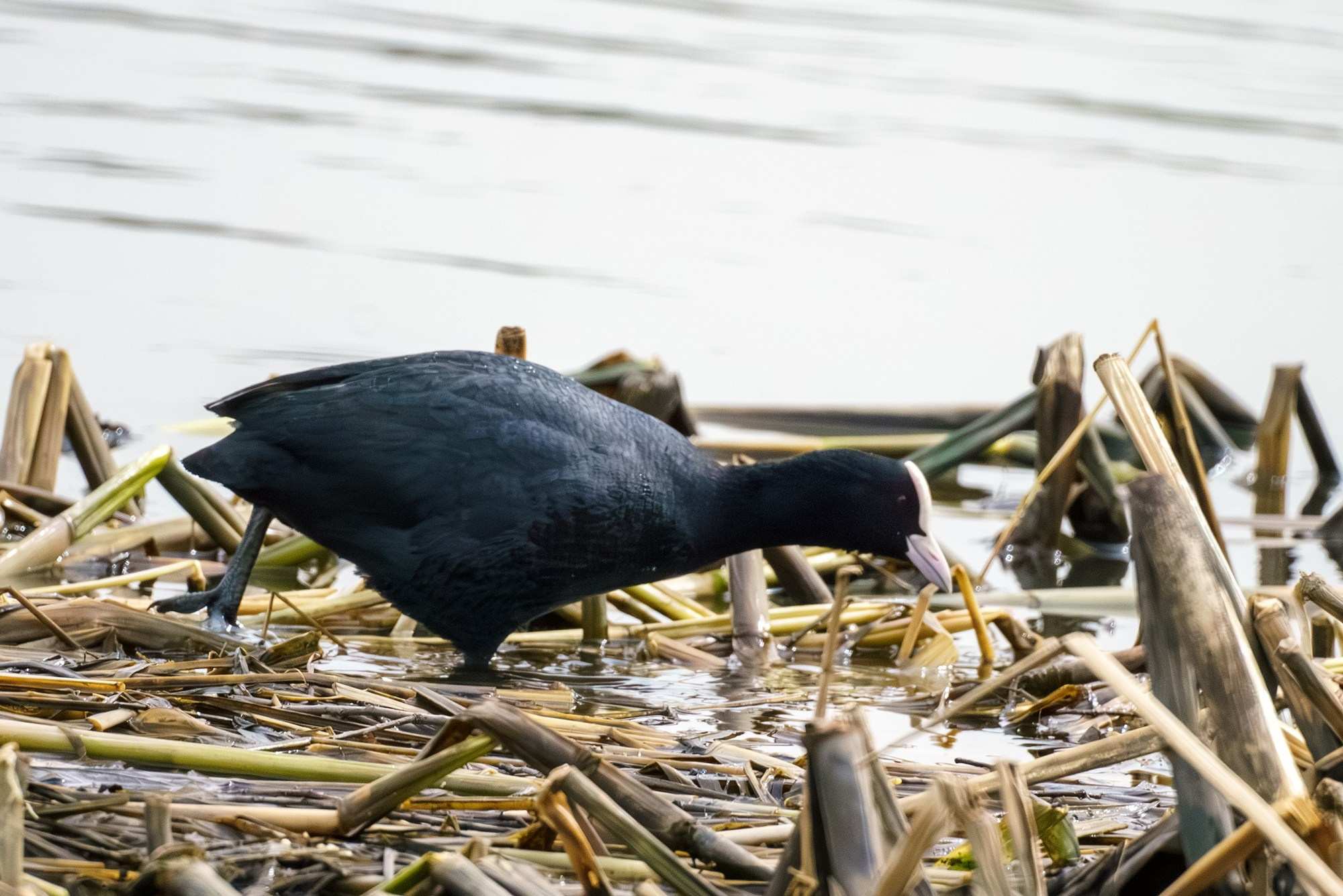 Удивительные мир птиц. Вокруг нас столько прекрасного — присмотритесь!. Ваш личный фотограф Марина Волкова