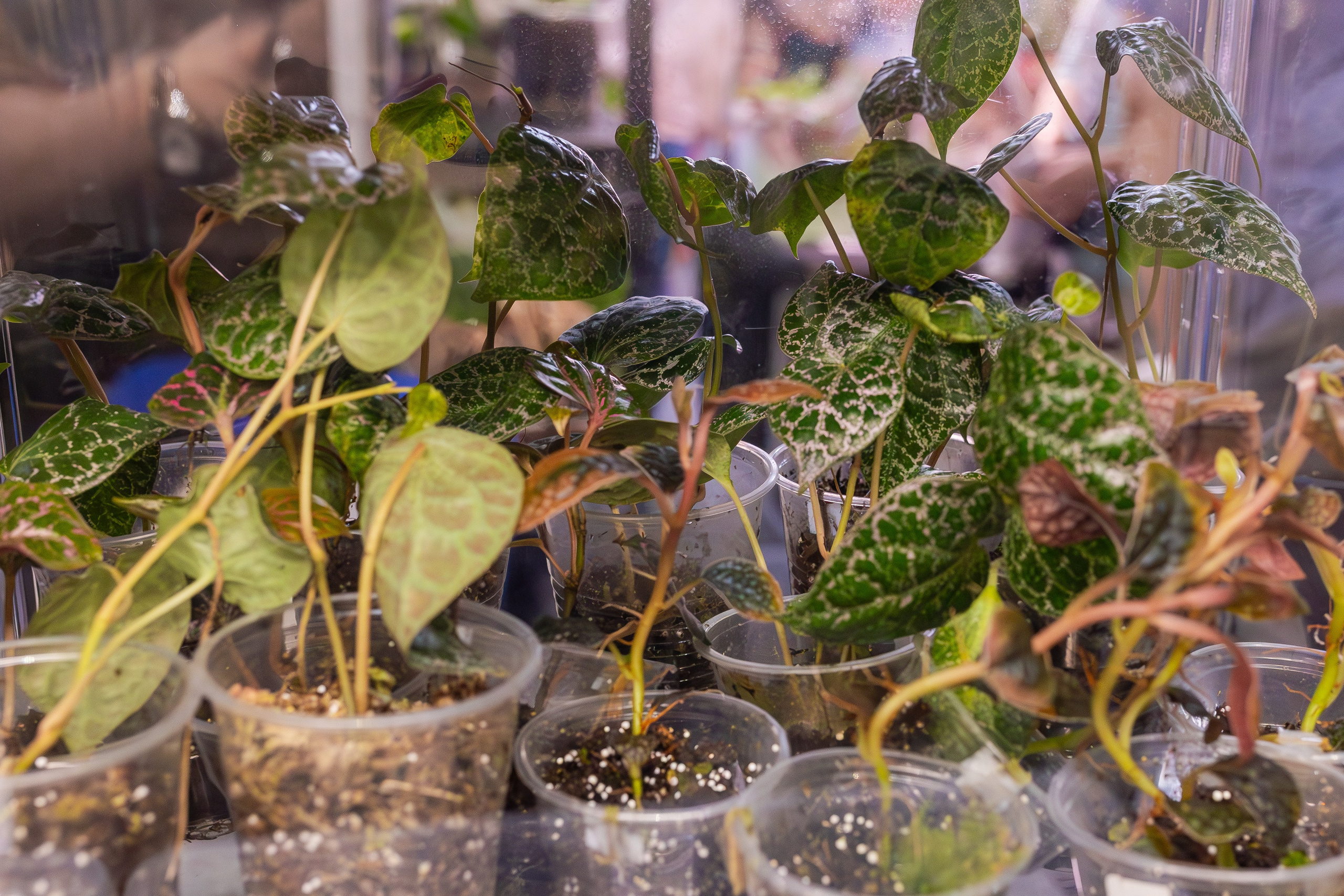 Орхидиум сентябрь 2025. Александра Куликова фотограф, Москва