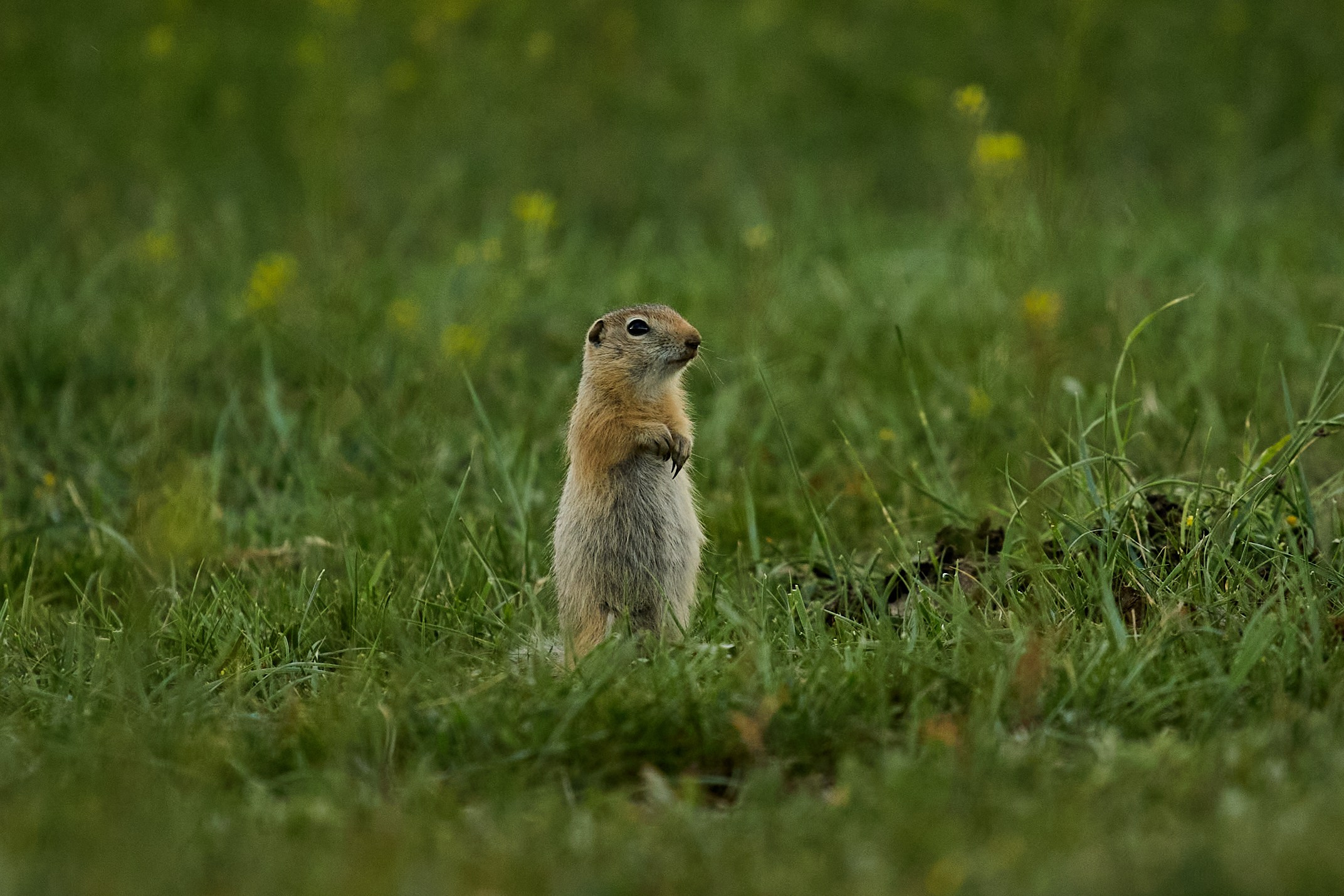 Алтай. Хороший репортажный и промышленный фотограф в Казани Алексей Щелконогов