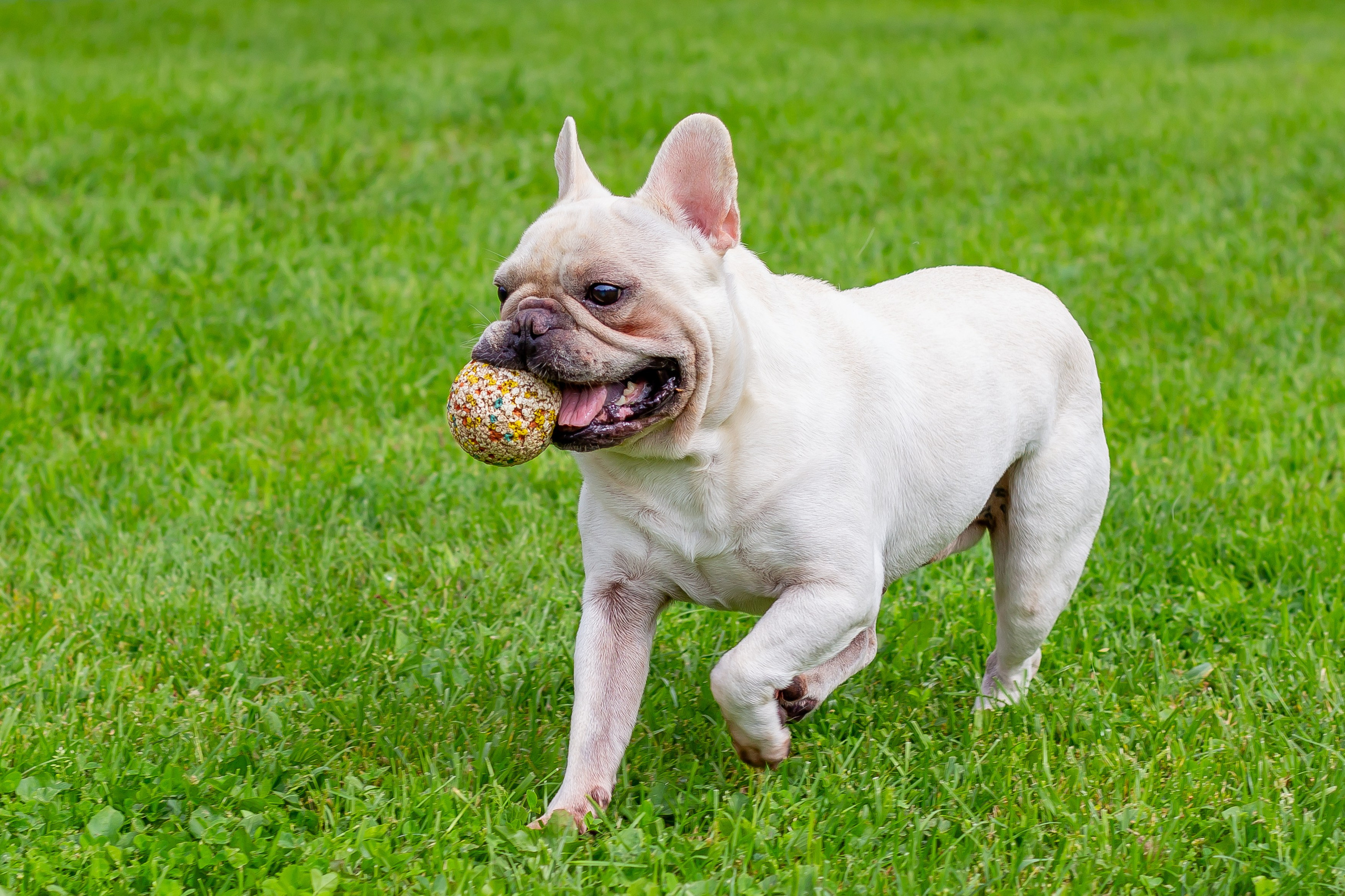 Собачья жизнь — Зоогостиница «Счастливые мечтатели». Фотограф • Орехово-Зуево • Балашиха • TEFO
