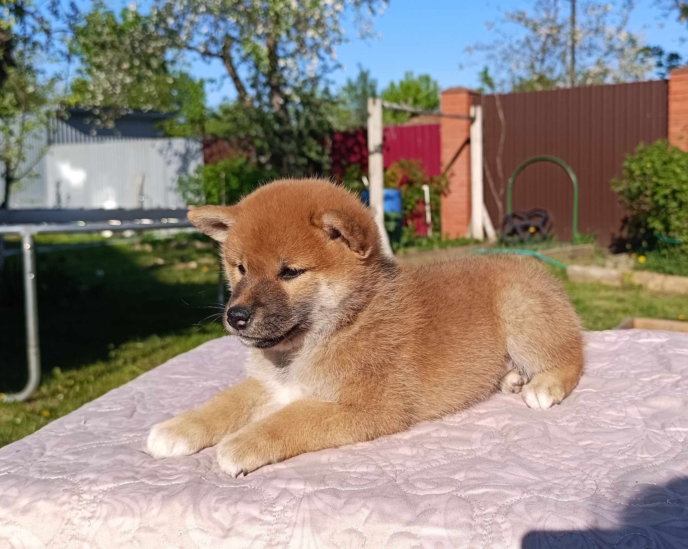 сиба питомник Рубилайт щенки на продажу rubylight  сиба щенки купить СПб Санкт-Петербург