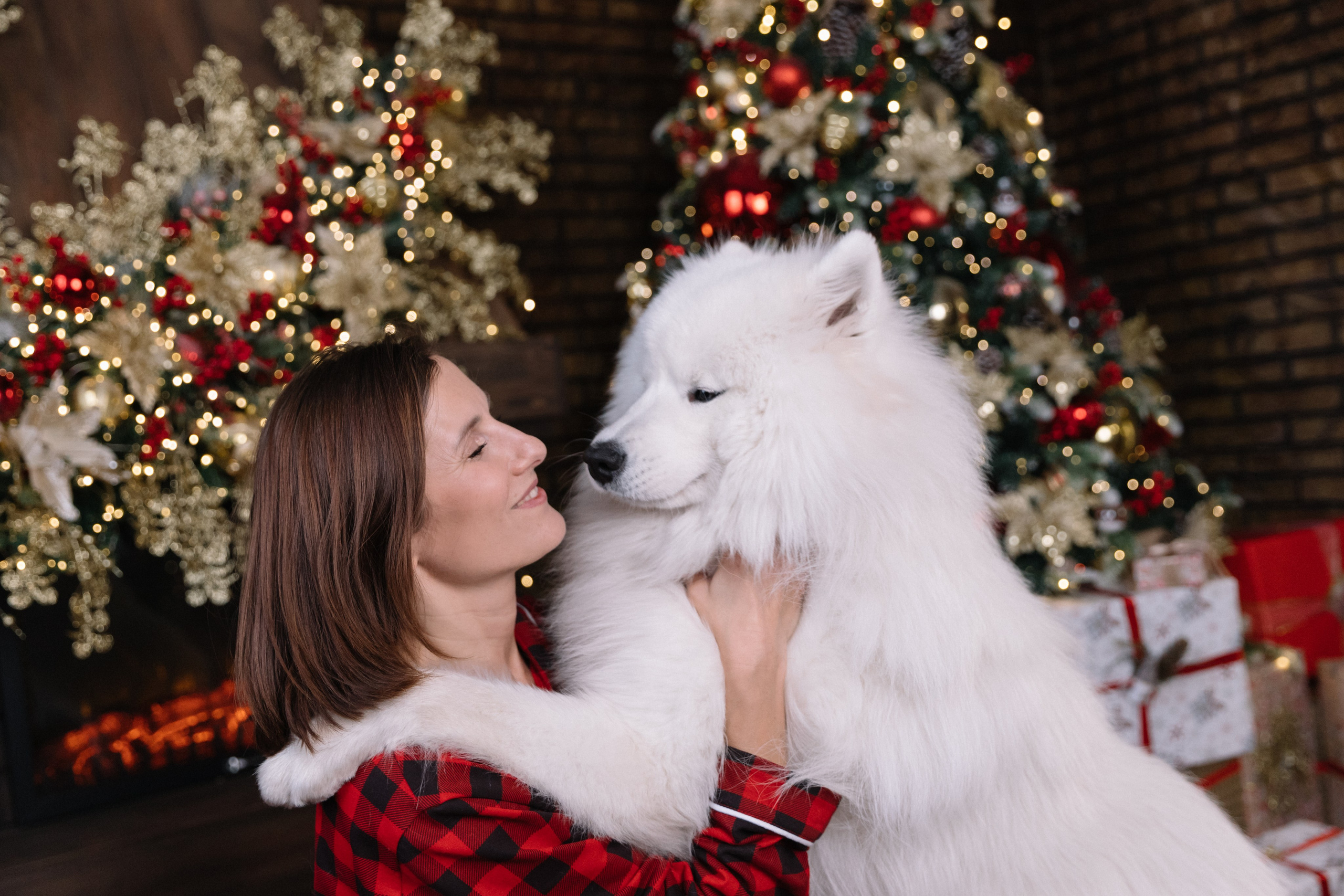 Фотоссамоедами Новосибирск. Самоед Новосибирск