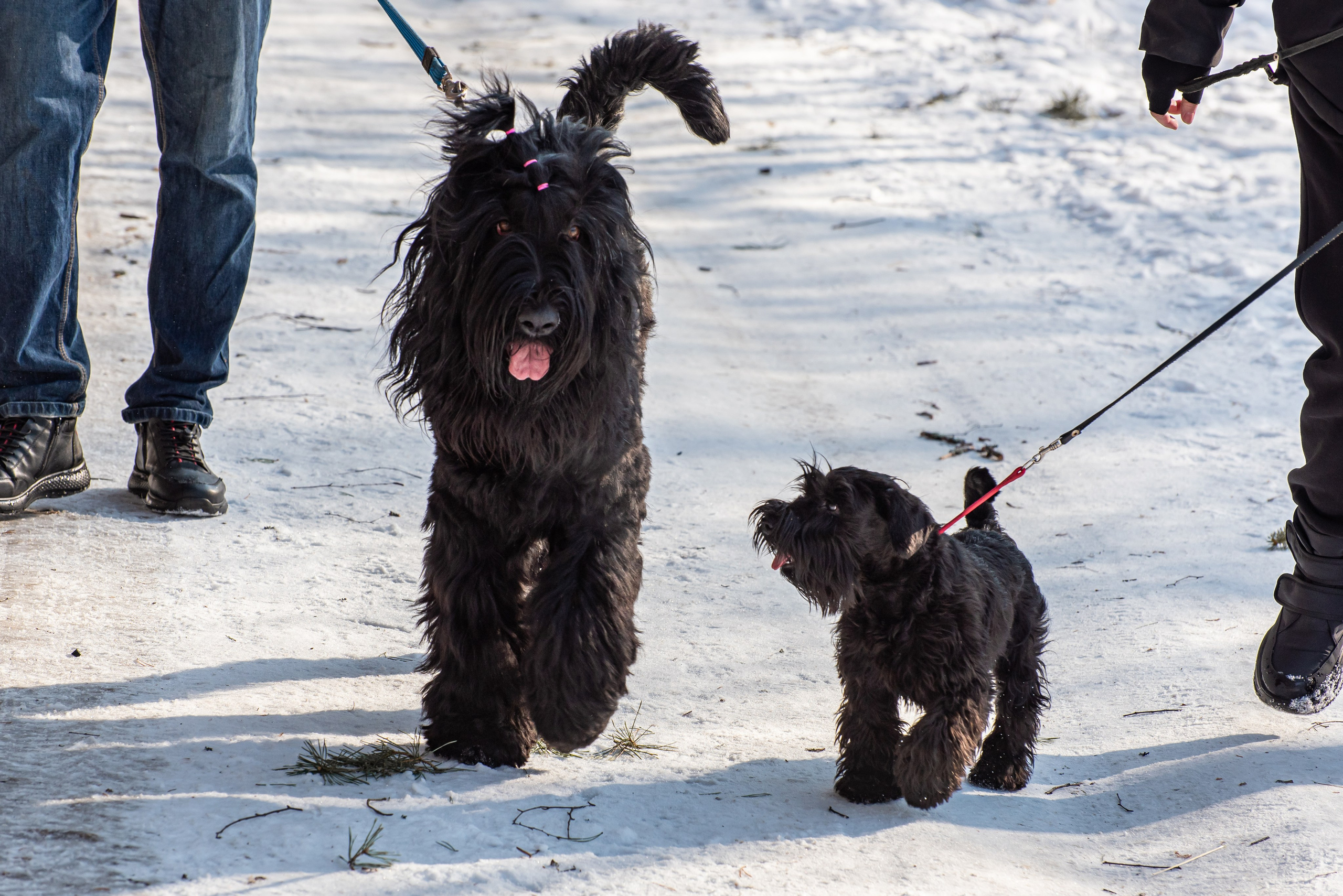 Фотосъёмка с собаками в Кинологическом лагере. Фотограф Макс Огурцов в Нижнем Новгороде