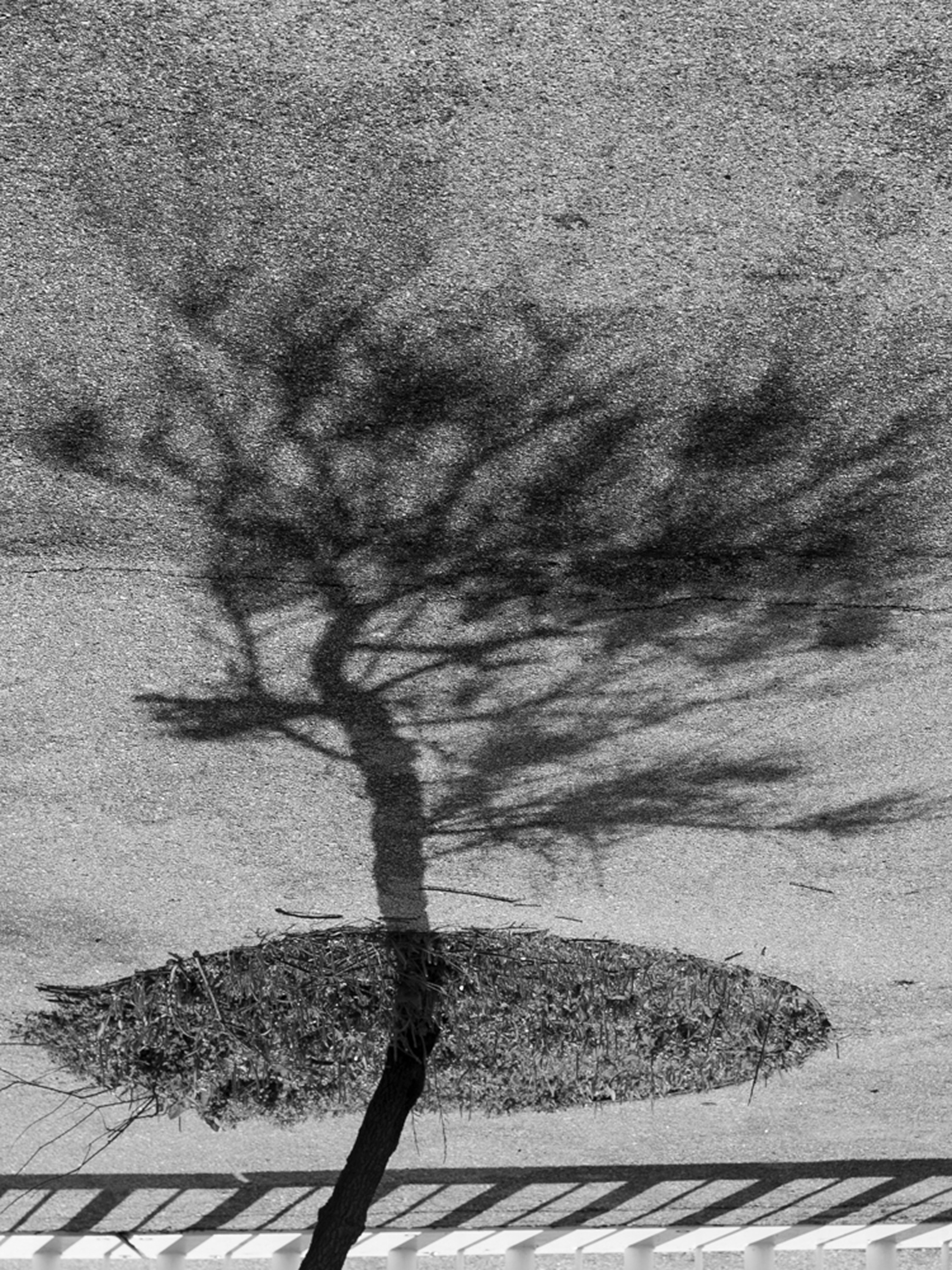 The veil. Ula Aldokhina