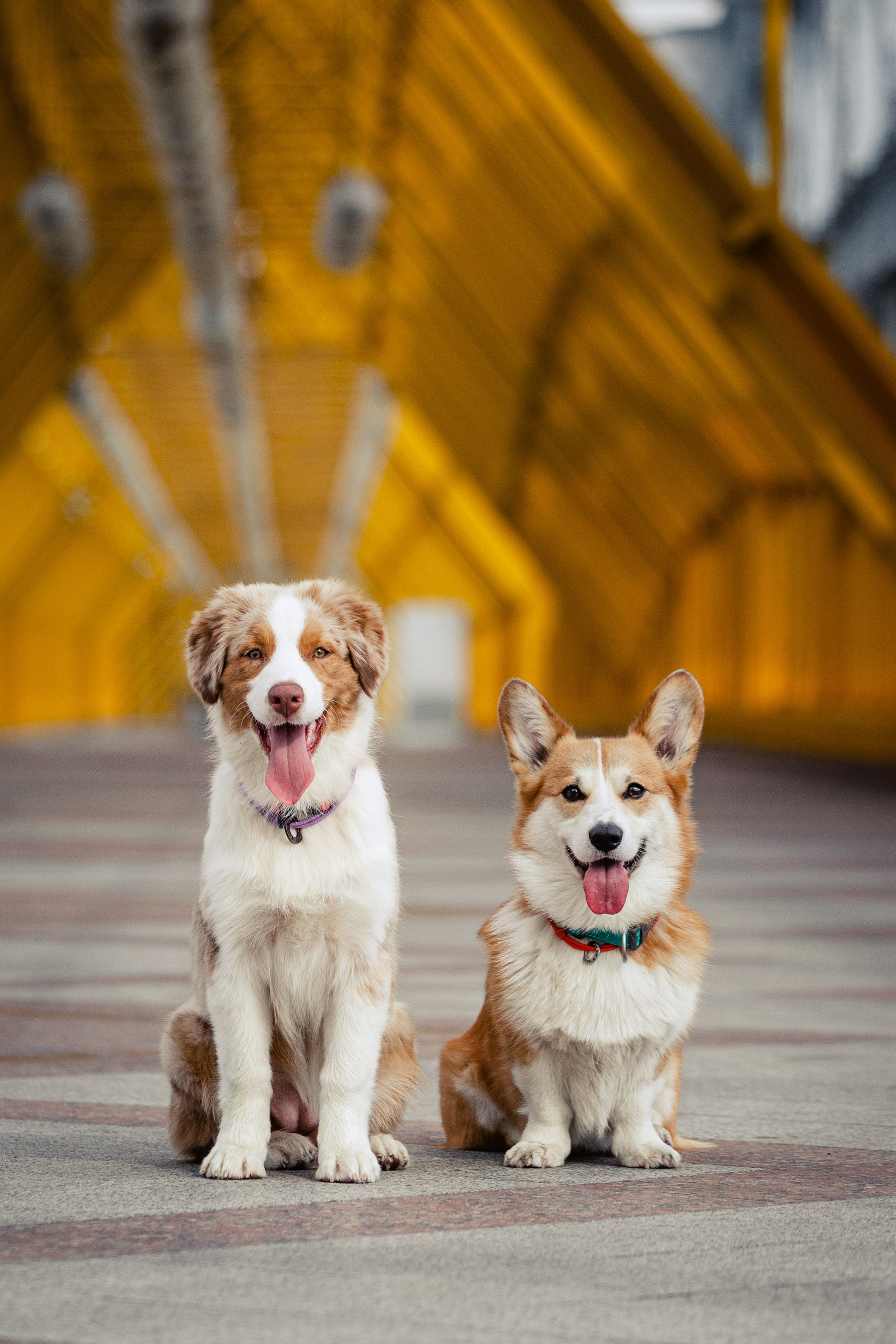 Андреевский мост. Фотограф-анималист Татьяна Степанова