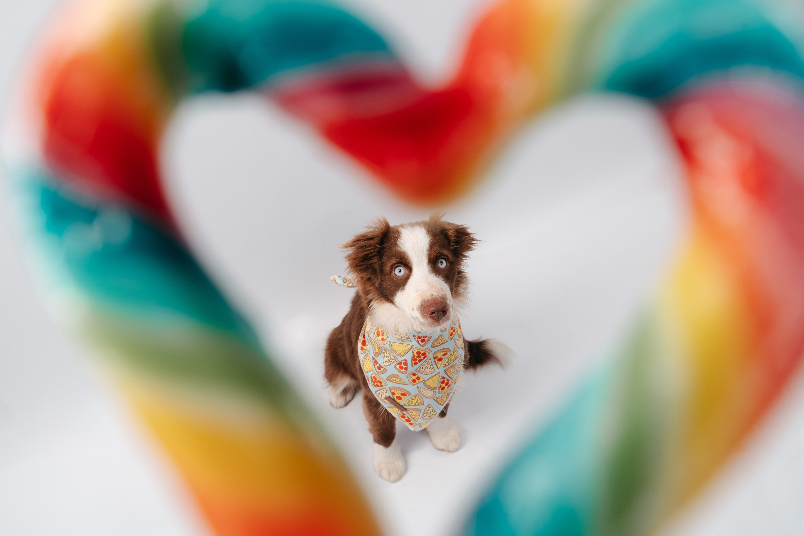 Миниаусси Дайс. Фотограф анималист Осипчикова Мария