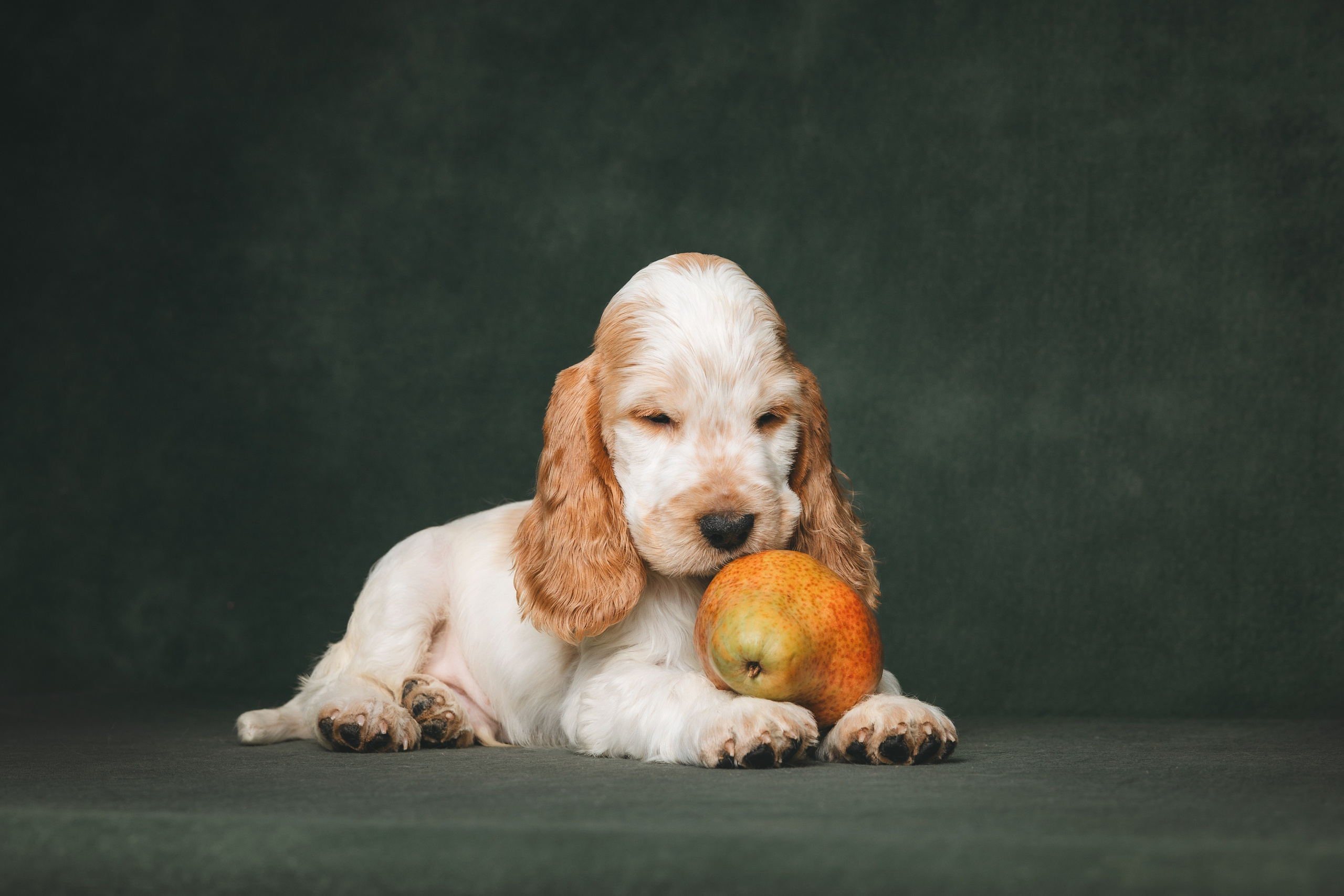 Английские коккер-спаниели. Фотограф анималист Осипчикова Мария