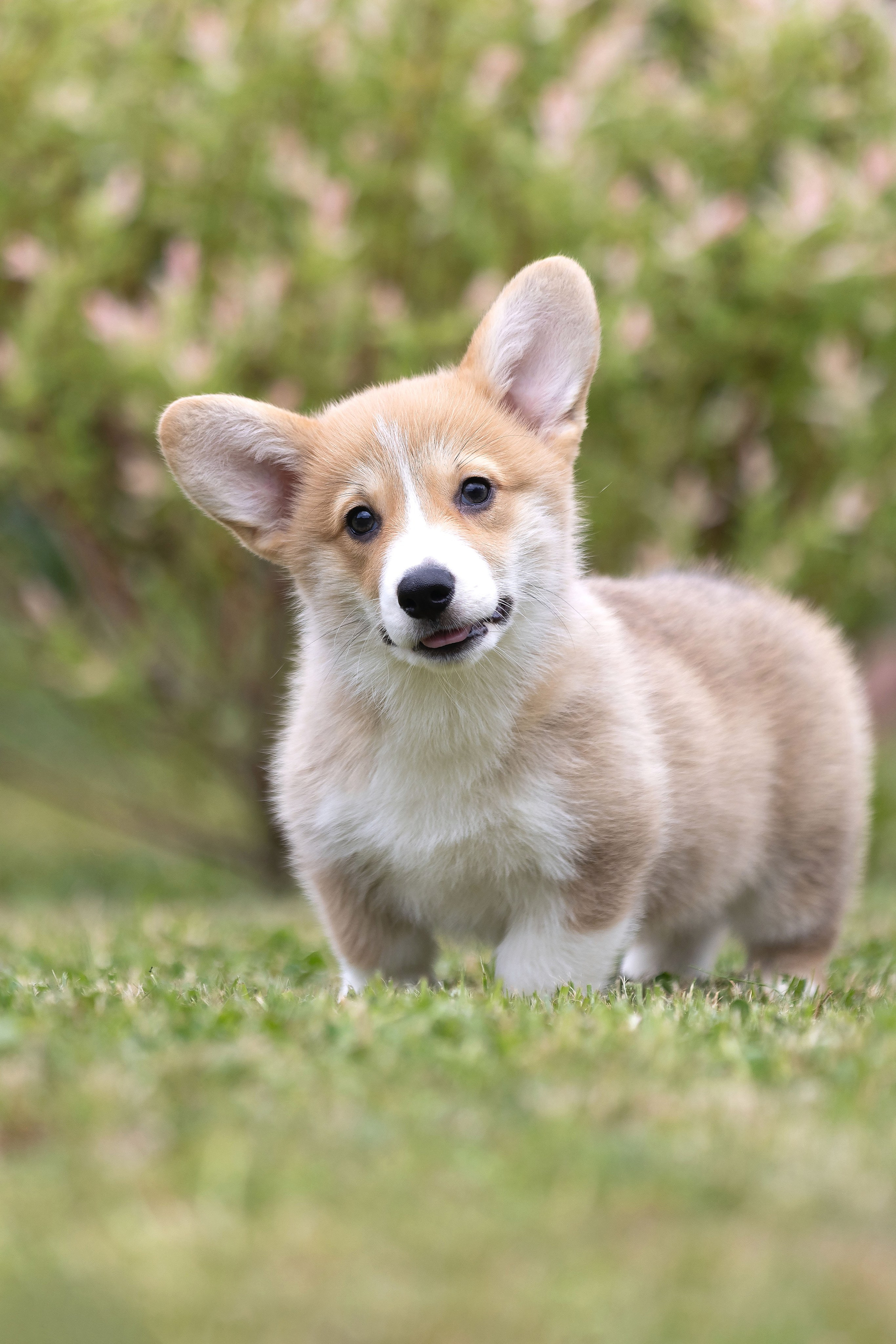 Свободные щенки. Главная