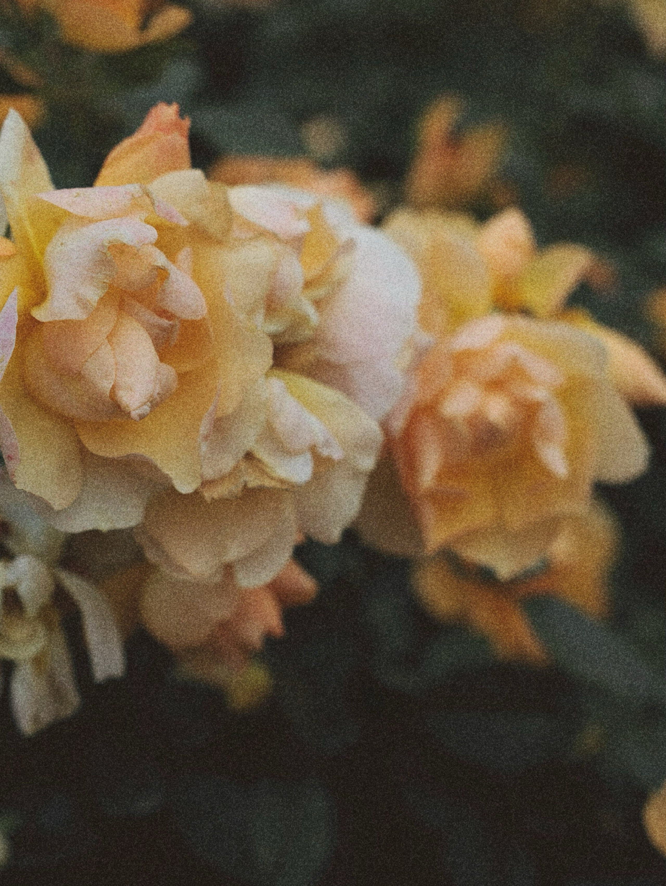 Семейная фотосессия. Фотограф  Москва&Сочи Лазарева Вита