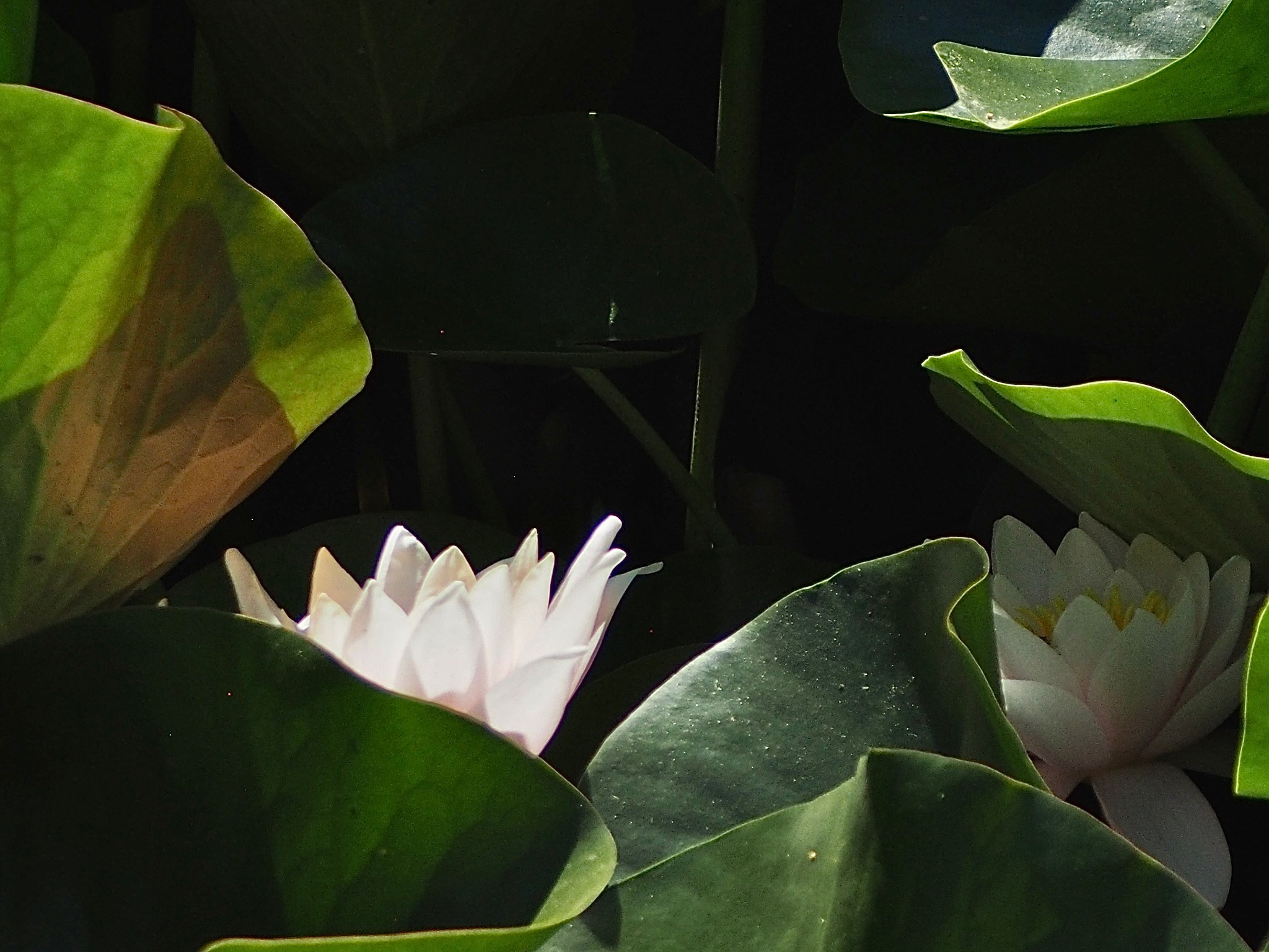 Флора и фауна. Смотри, красота!