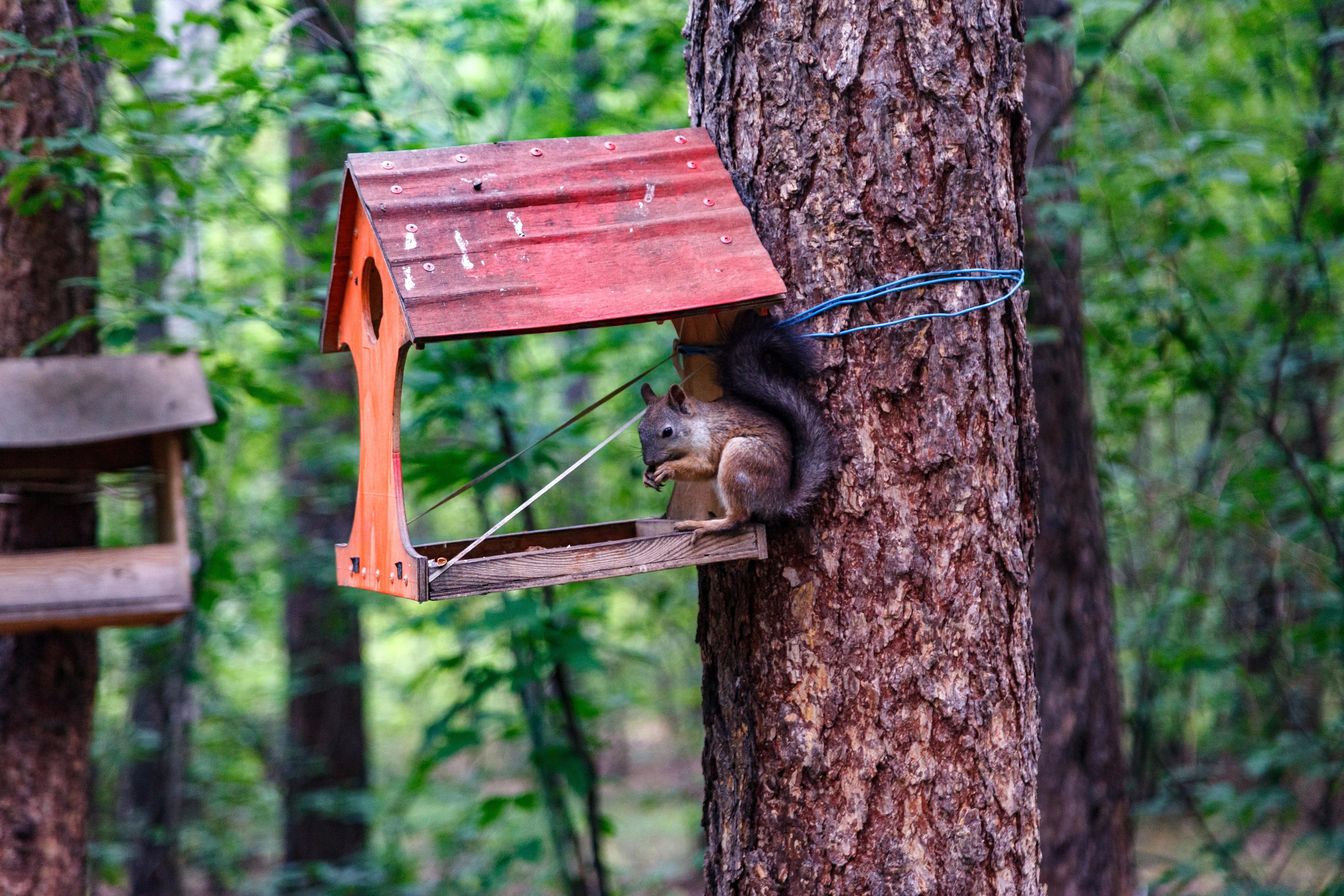 Белки / Squirrels. Фотограф Андрей Гузеев