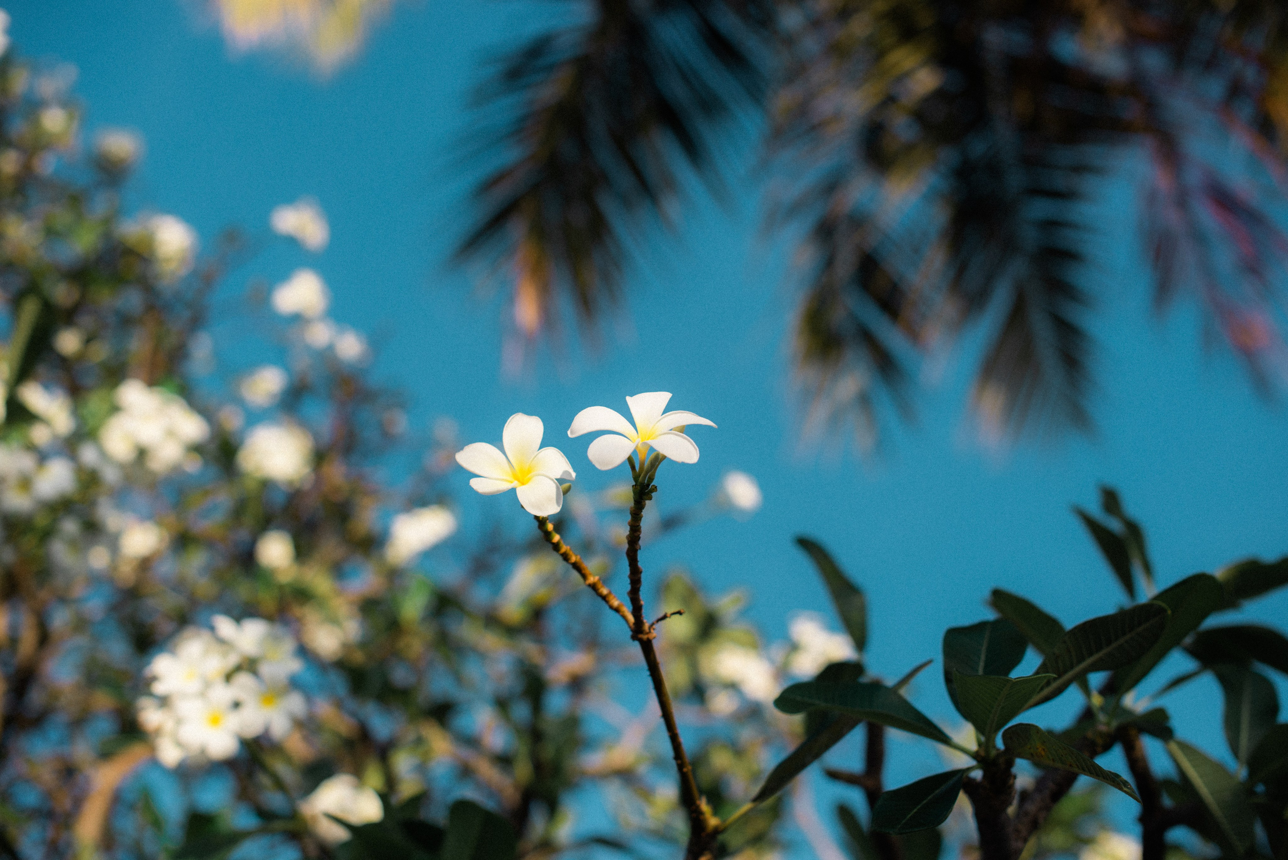 Мальдивы. Фотограф Алиса Аспер