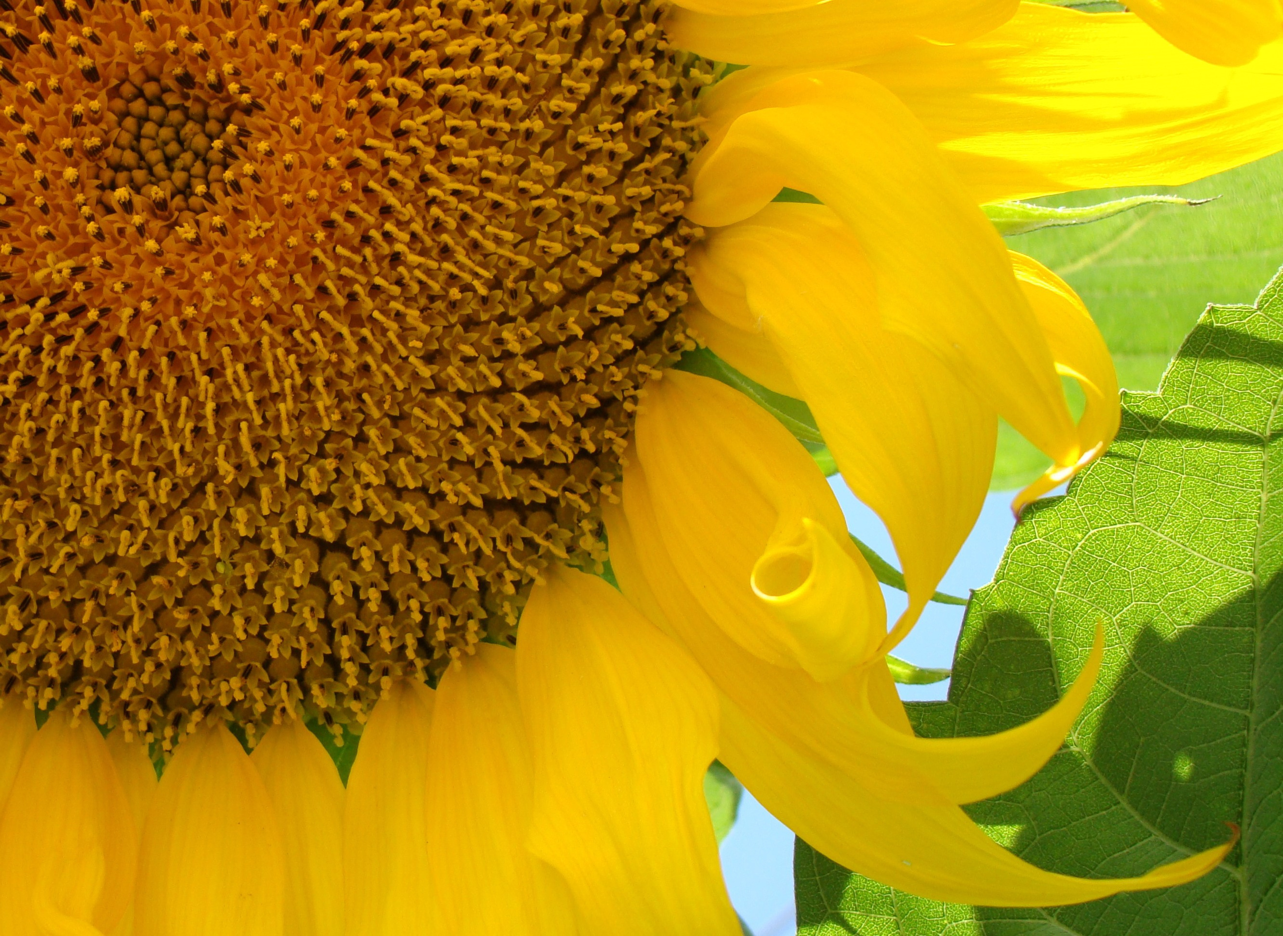 Самые первые мои фотографии. Елена Берсенева, фотограф