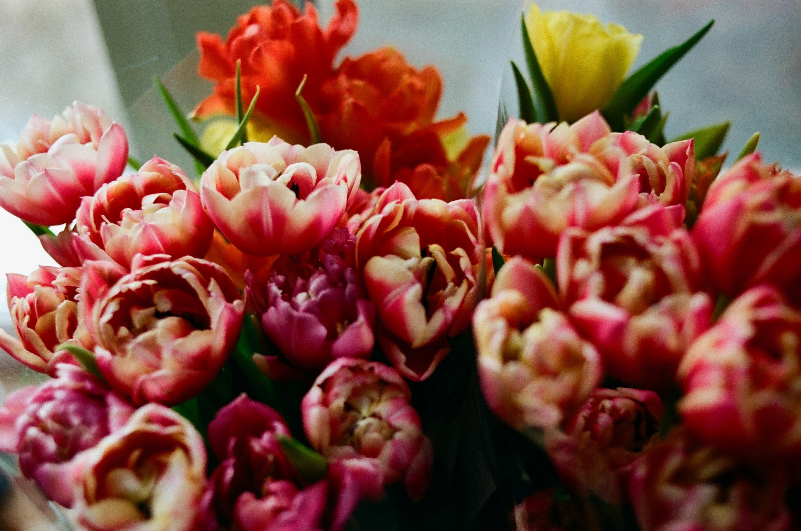 Film. Ruslan UI Dev Page