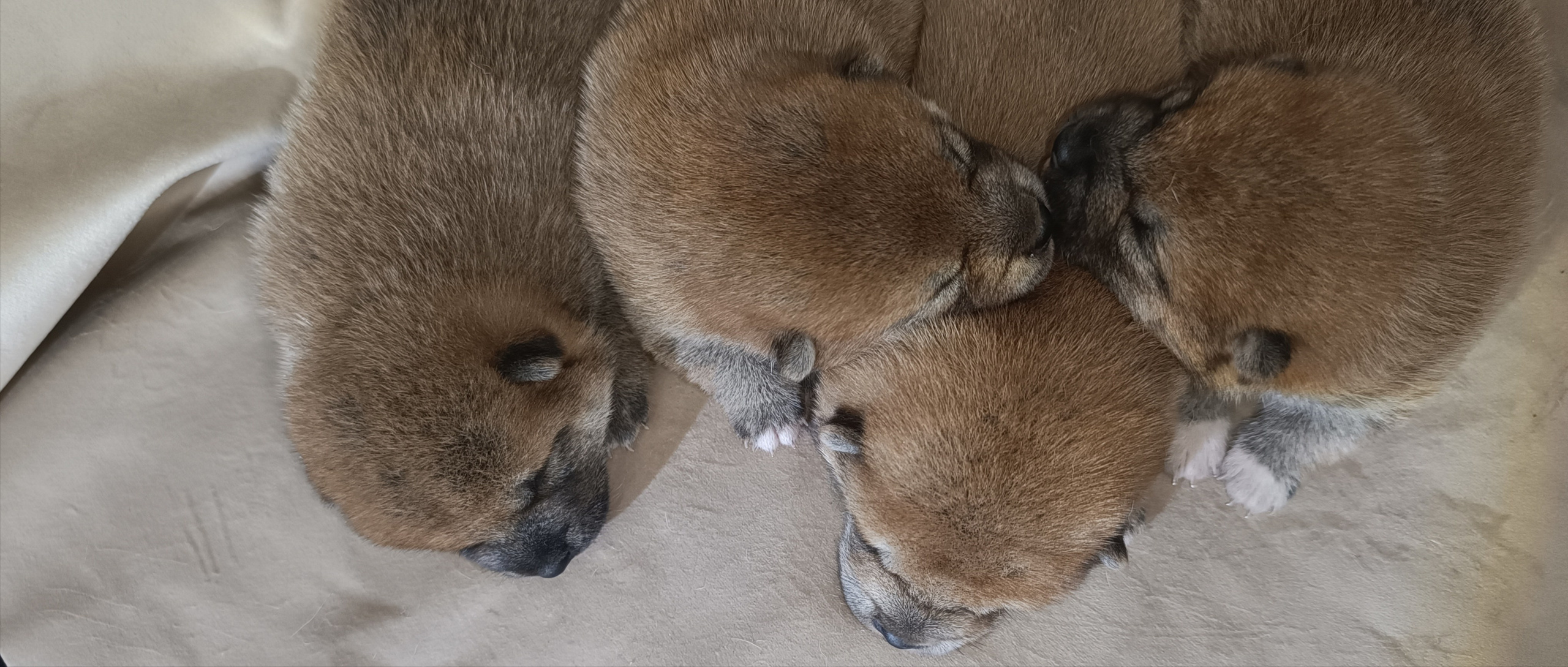 сиба питомник Рубилайт щенки на продажу rubylight  сиба щенки купить СПб Санкт-Петербург 