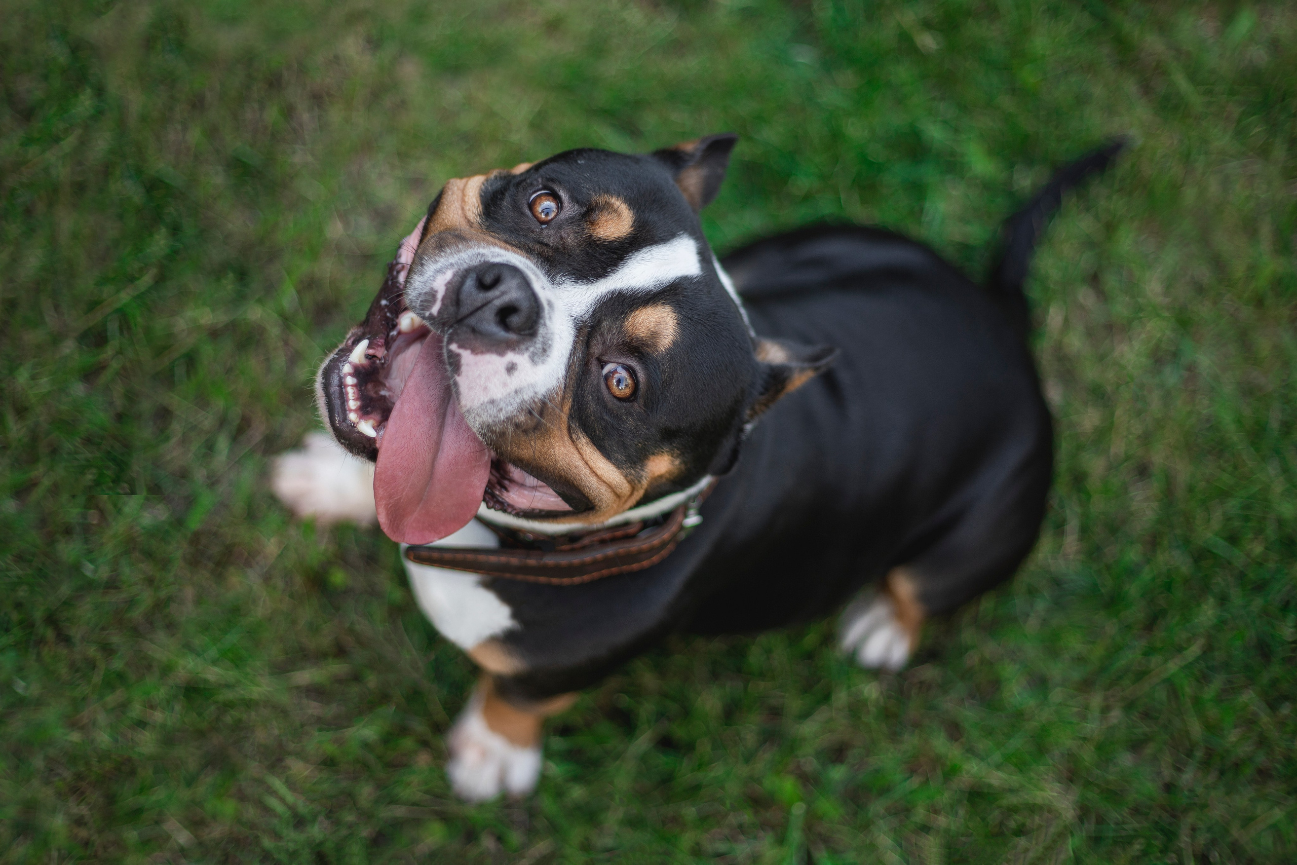 Услуги и цены. Фотограф-анималист Анна Леонтьева — Тула, Москва