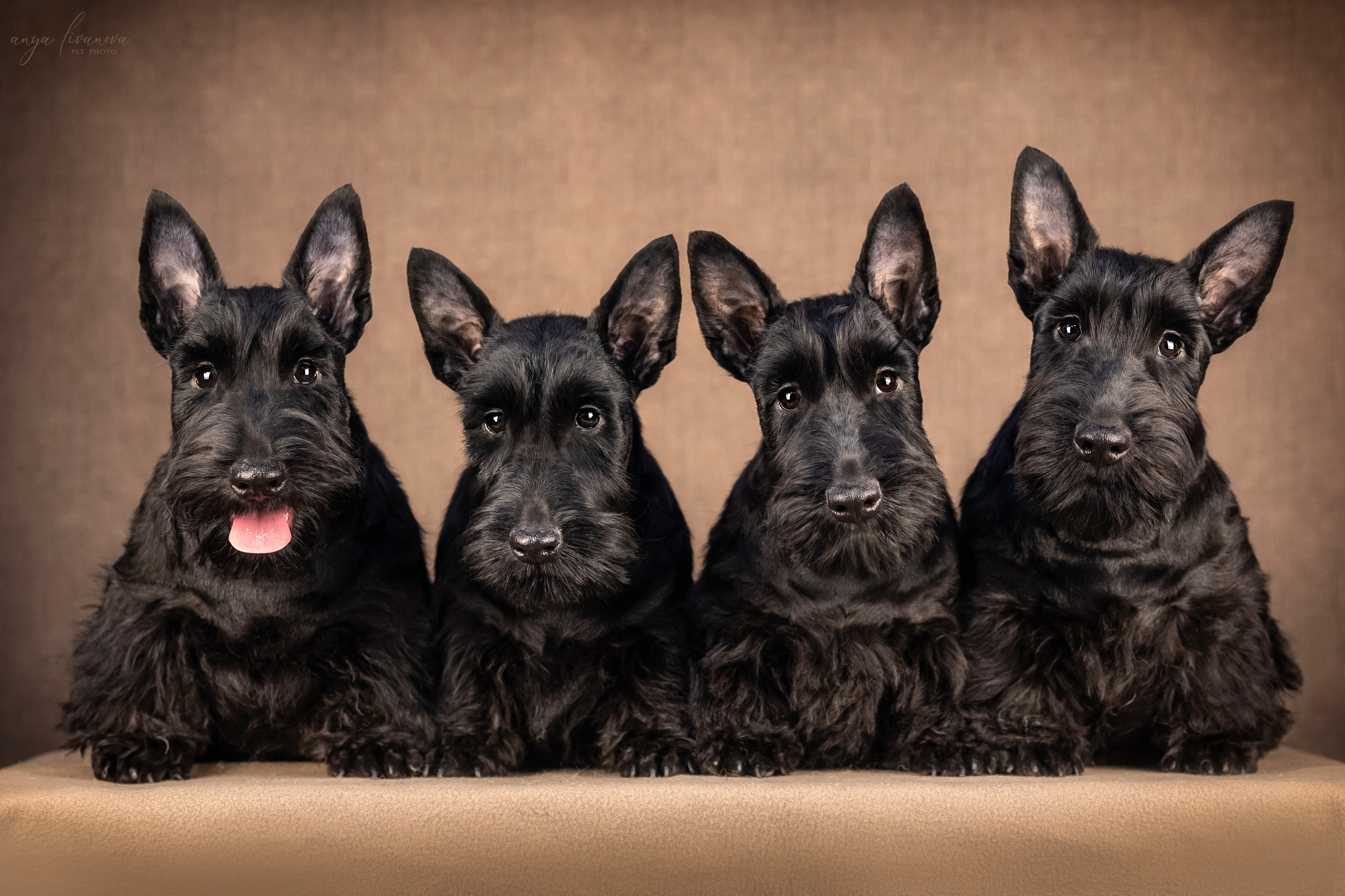 Скотчики. Фотограф анималист Аня Ливанова | Рыбинск