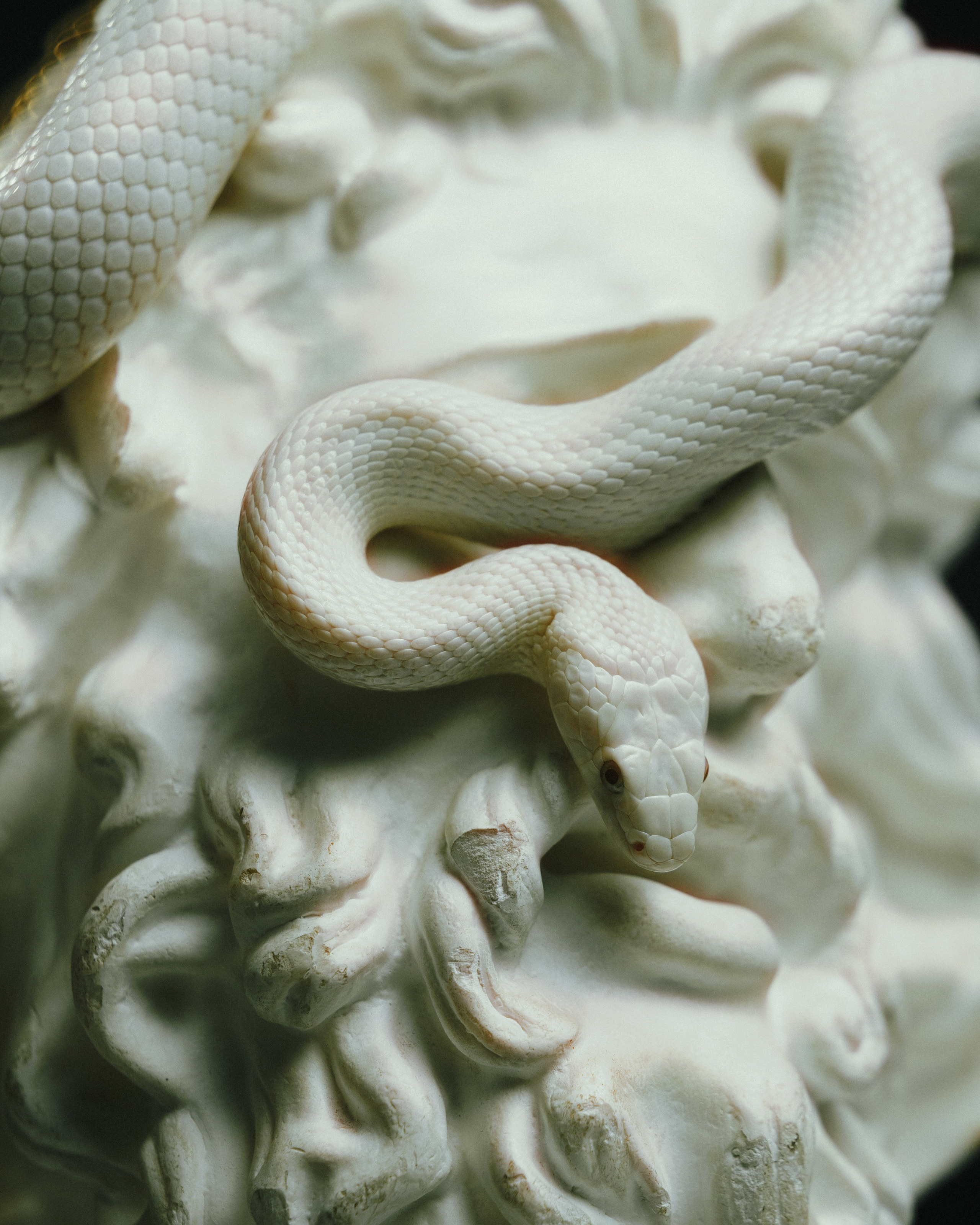 Портрет Медузы Горгоны. Commercial photographer | Anton Ermakov