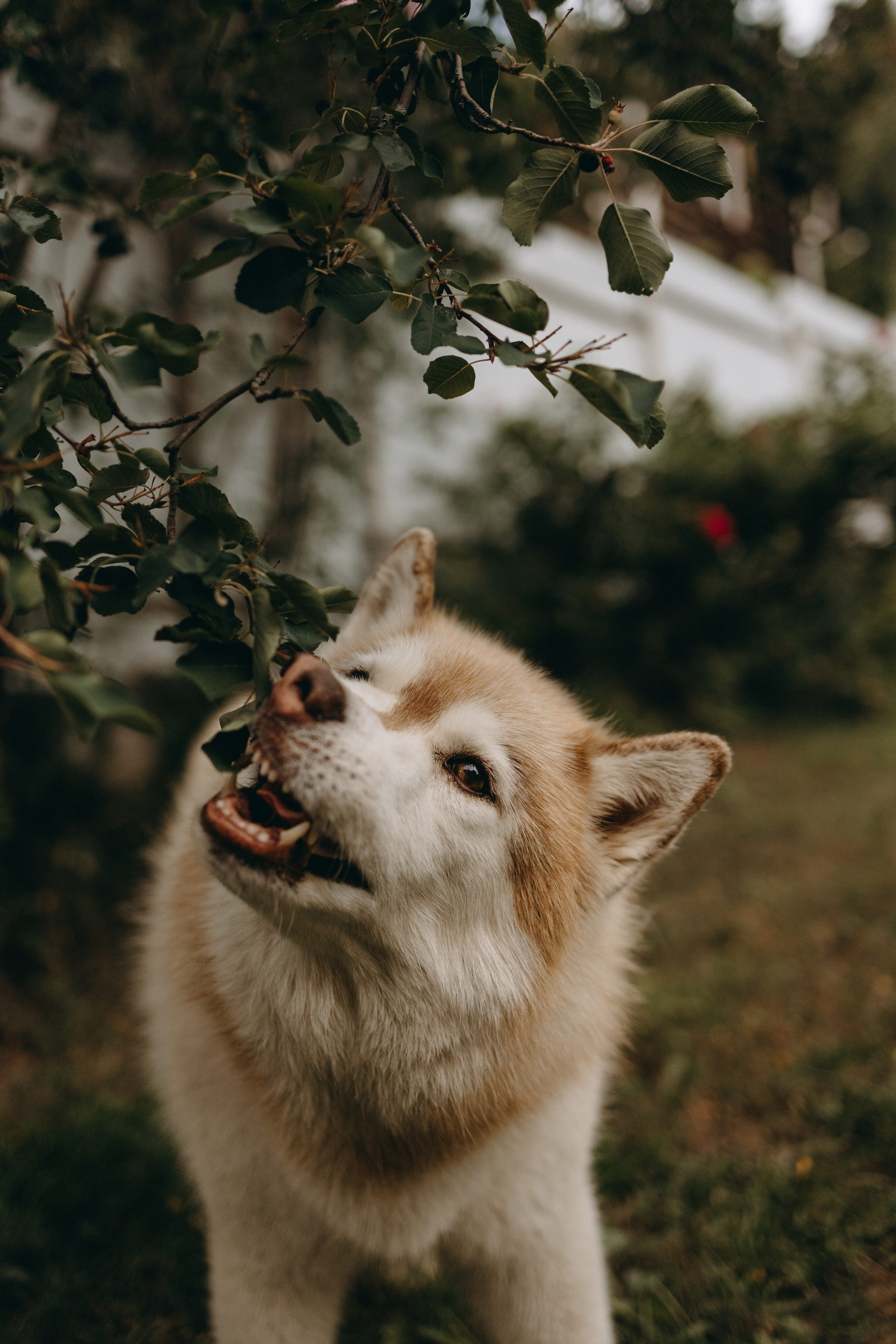Дом у реки. Фотограф — Анималист | Санкт-Петербург