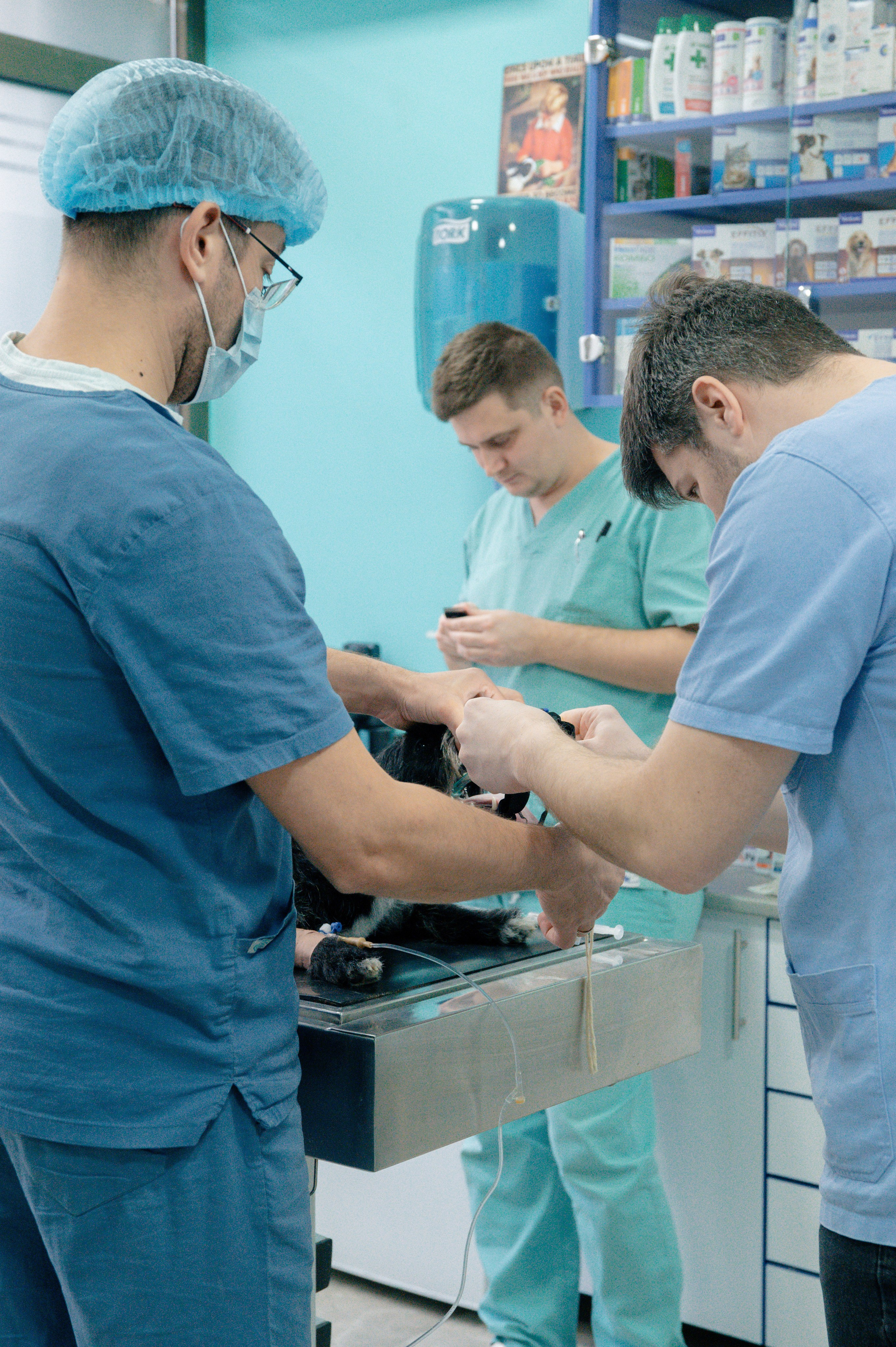 Veterinary clinic «LoyalVet». Art-photographer Ira Wind