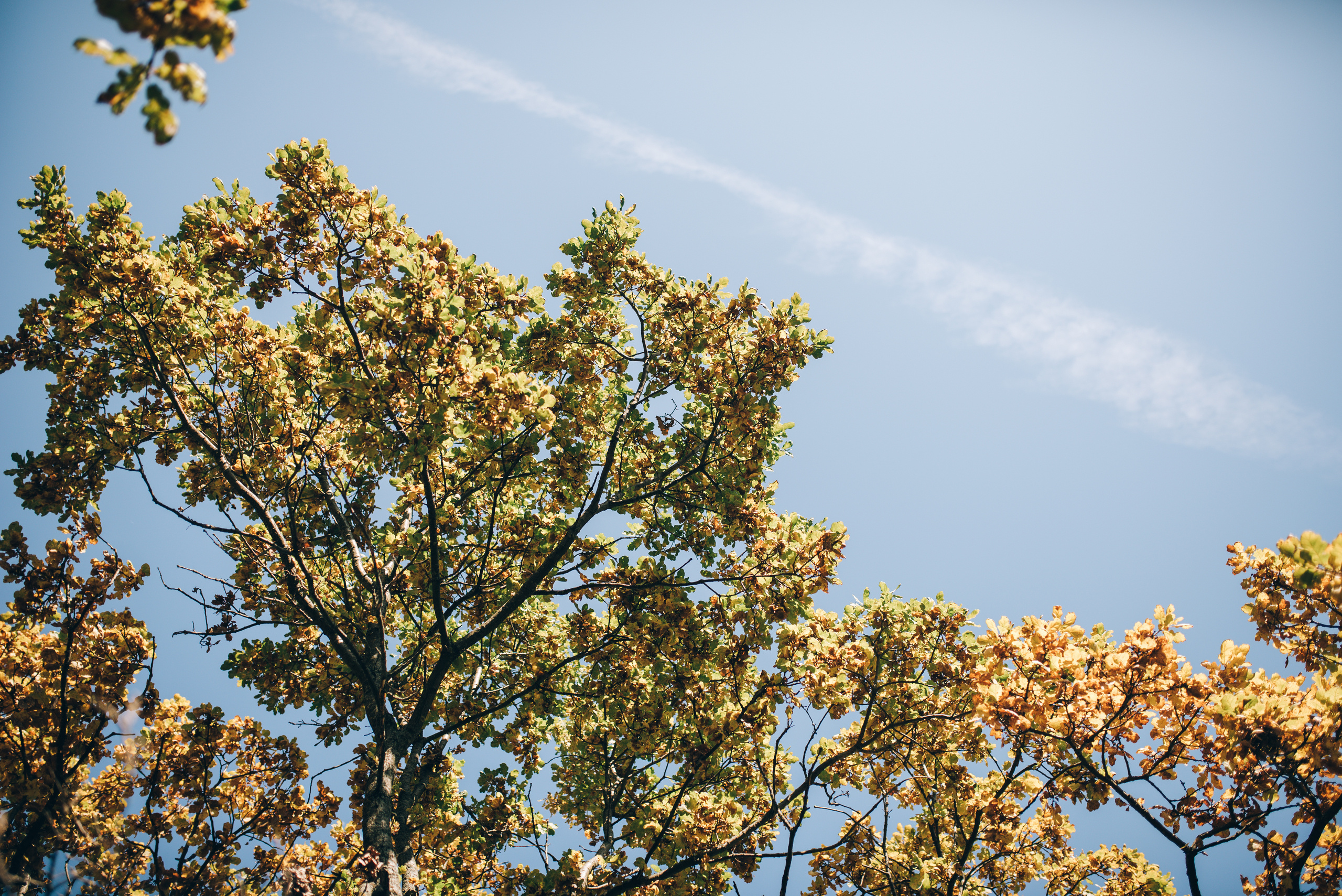 Теплый октябрь. Костюшко Кристина — семейный и свадебный фотограф в Минске